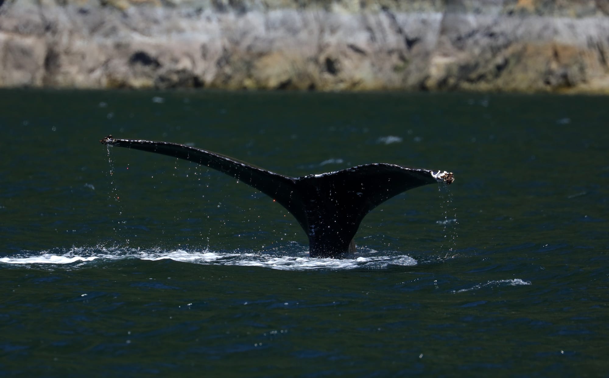 Humpback Whale - British Columbia