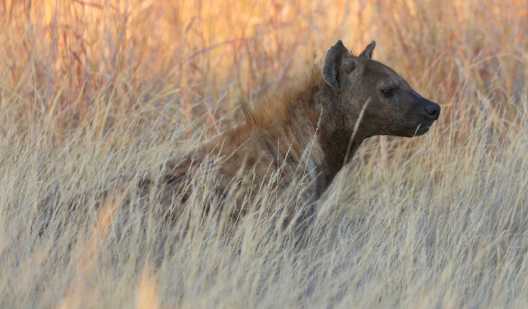 Spotted Hyena - Okavango Delta - Moremi Game Reserve