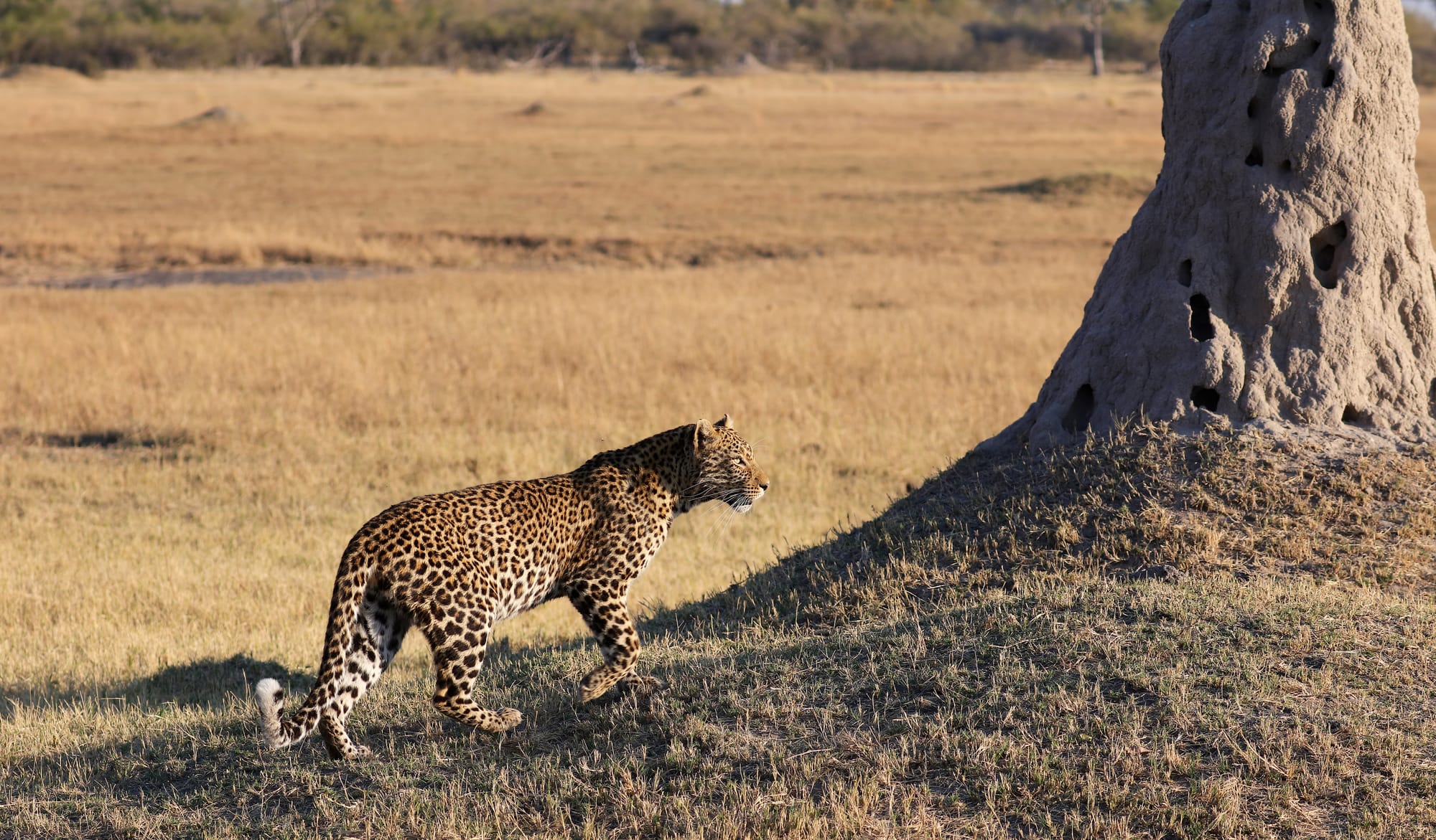 Leopard - Okavango Delta - Moremi Game Reserve