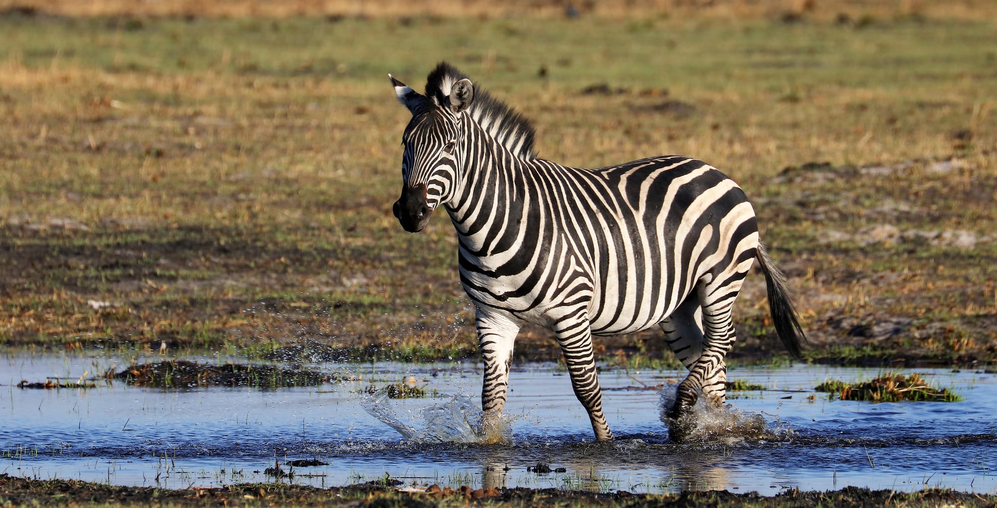 Zebra - Bushman Plains Camp - Moremi Game Reserve