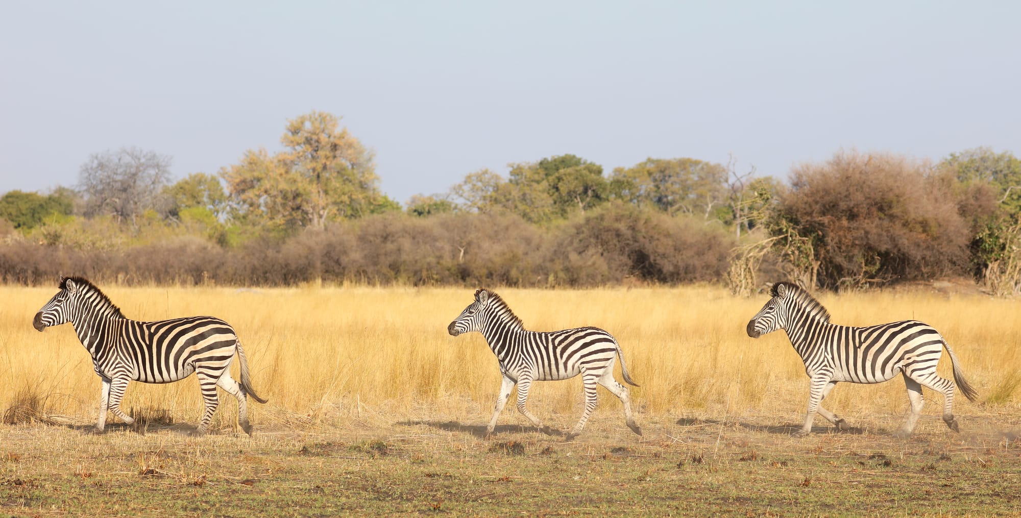 Plains Zebra - Okavango Delta - Moremi Game Reserve