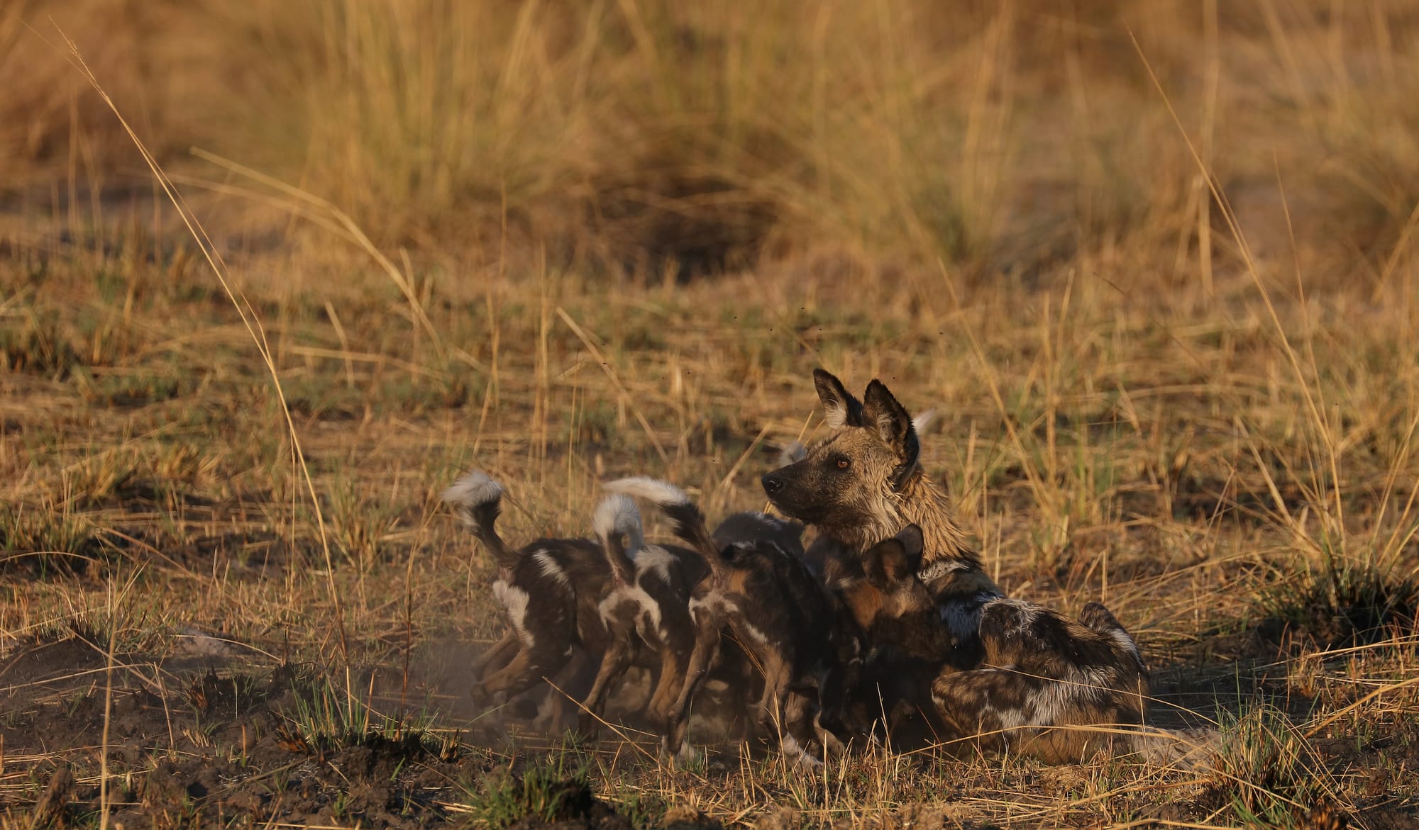 African Wild Dog Family - Okavango Delta - Moremi Game Reserve