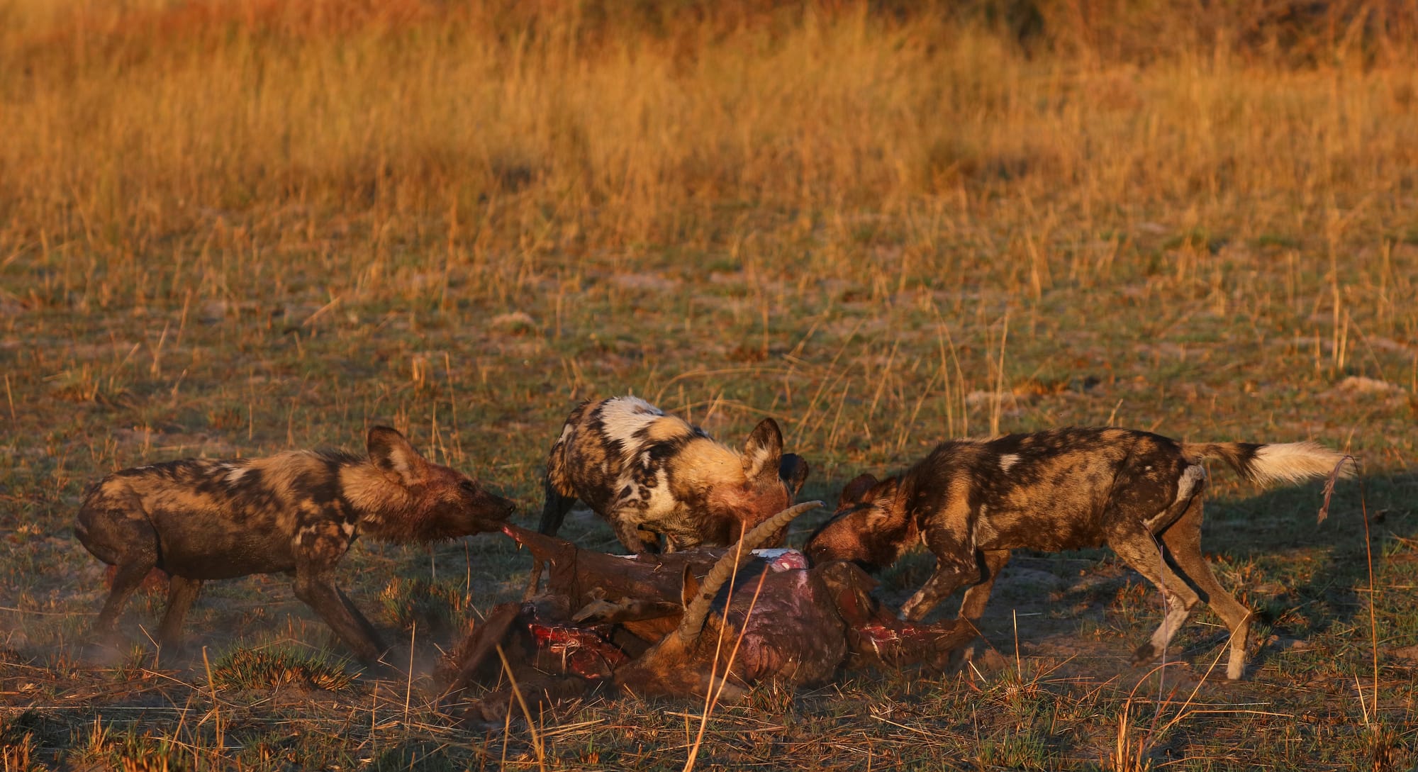 African Wild Dogs - Lechwe - Okavango Delta - Moremi Game Reserve