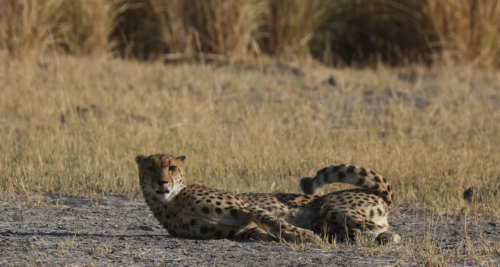 Southeast African Cheetah - Okavango Delta - Moremi Game Reserve