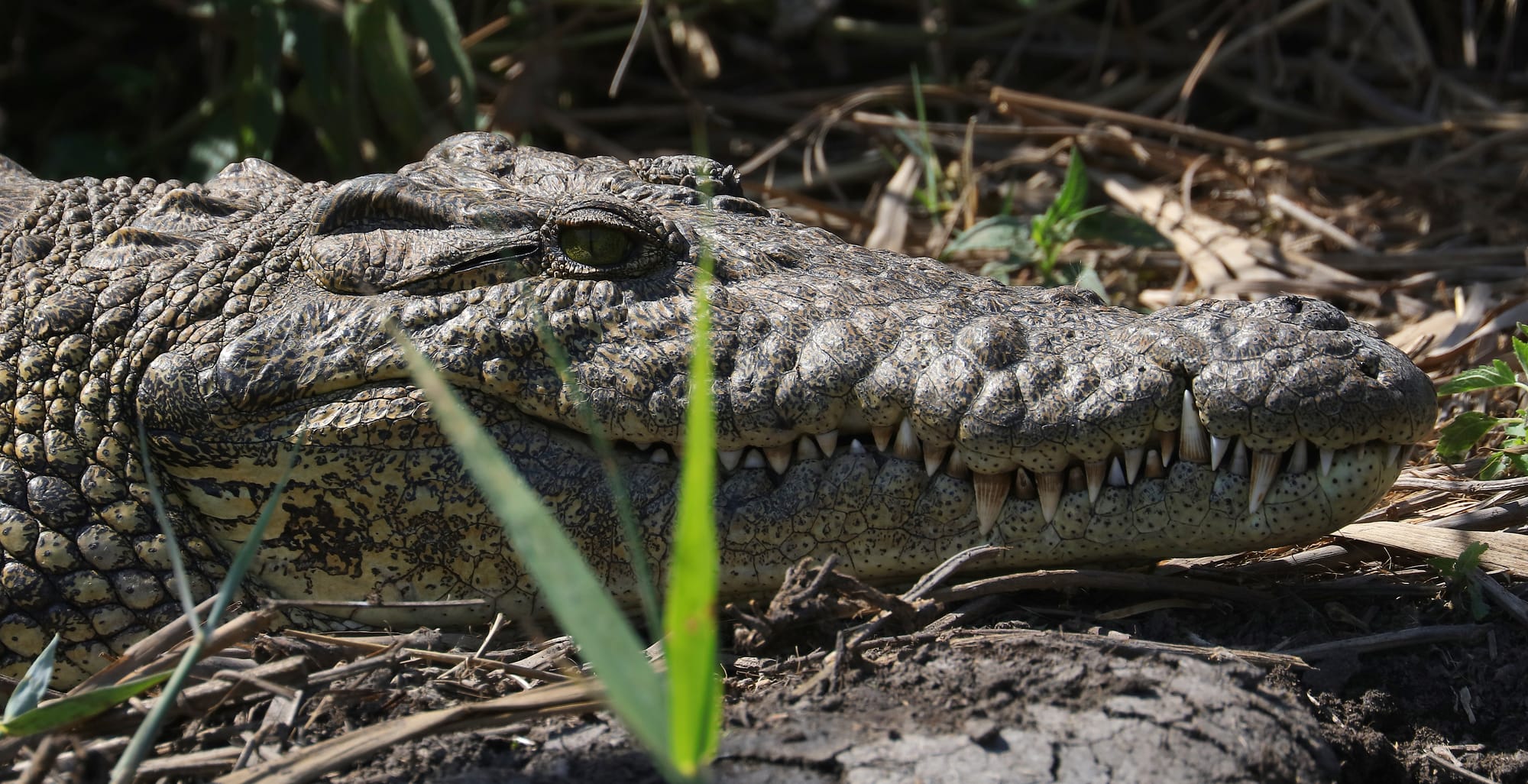 Nile Crocodile - Okavango Delta