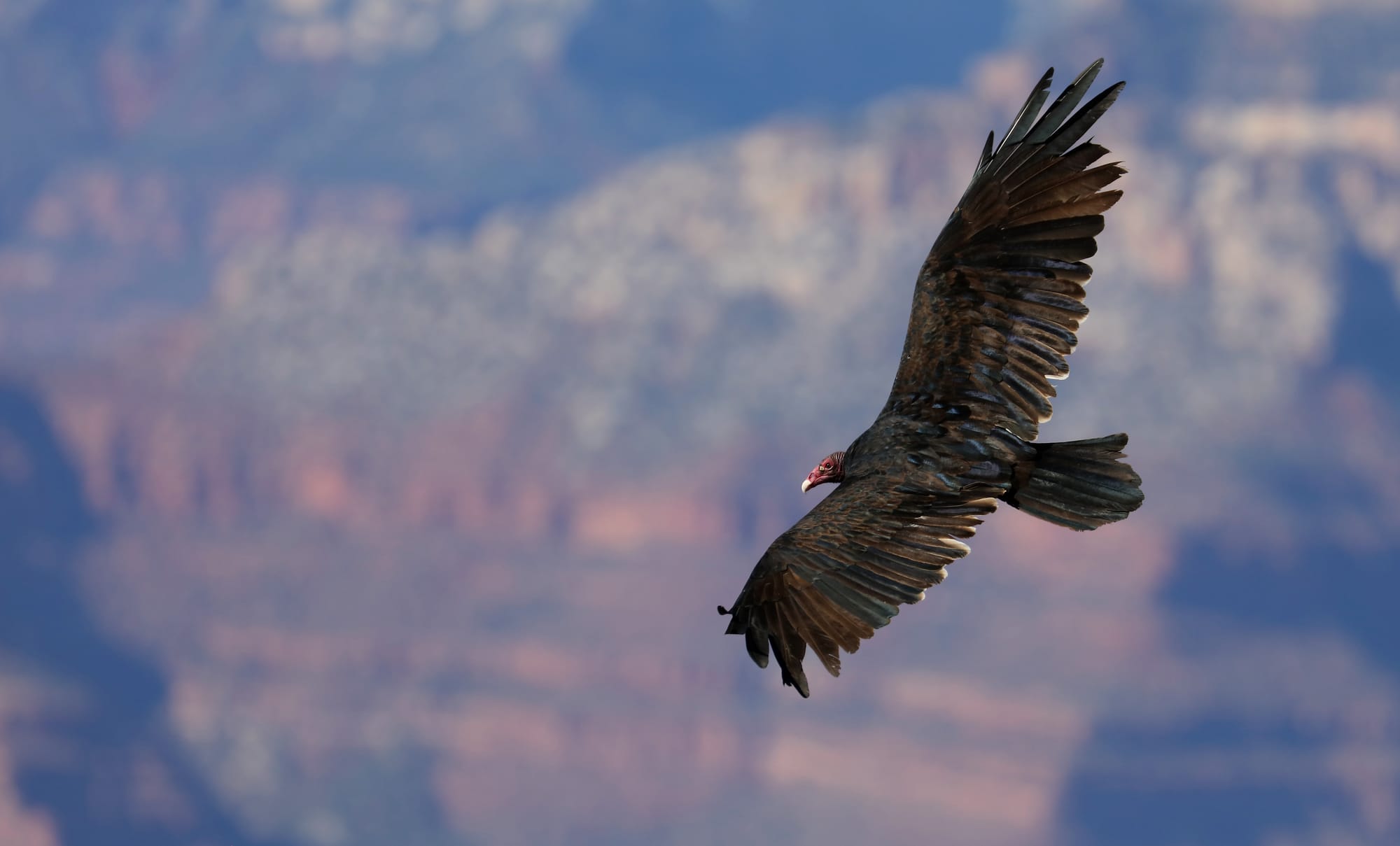 Turkey Vulture - Grandview Point - South Rim - Grand Canyon National Park