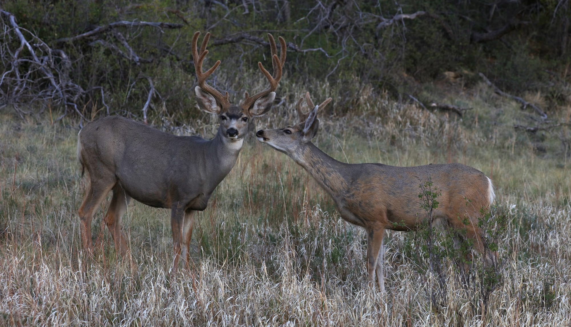 Mule Deer - Morefield Campground - Mesa Verde National Park