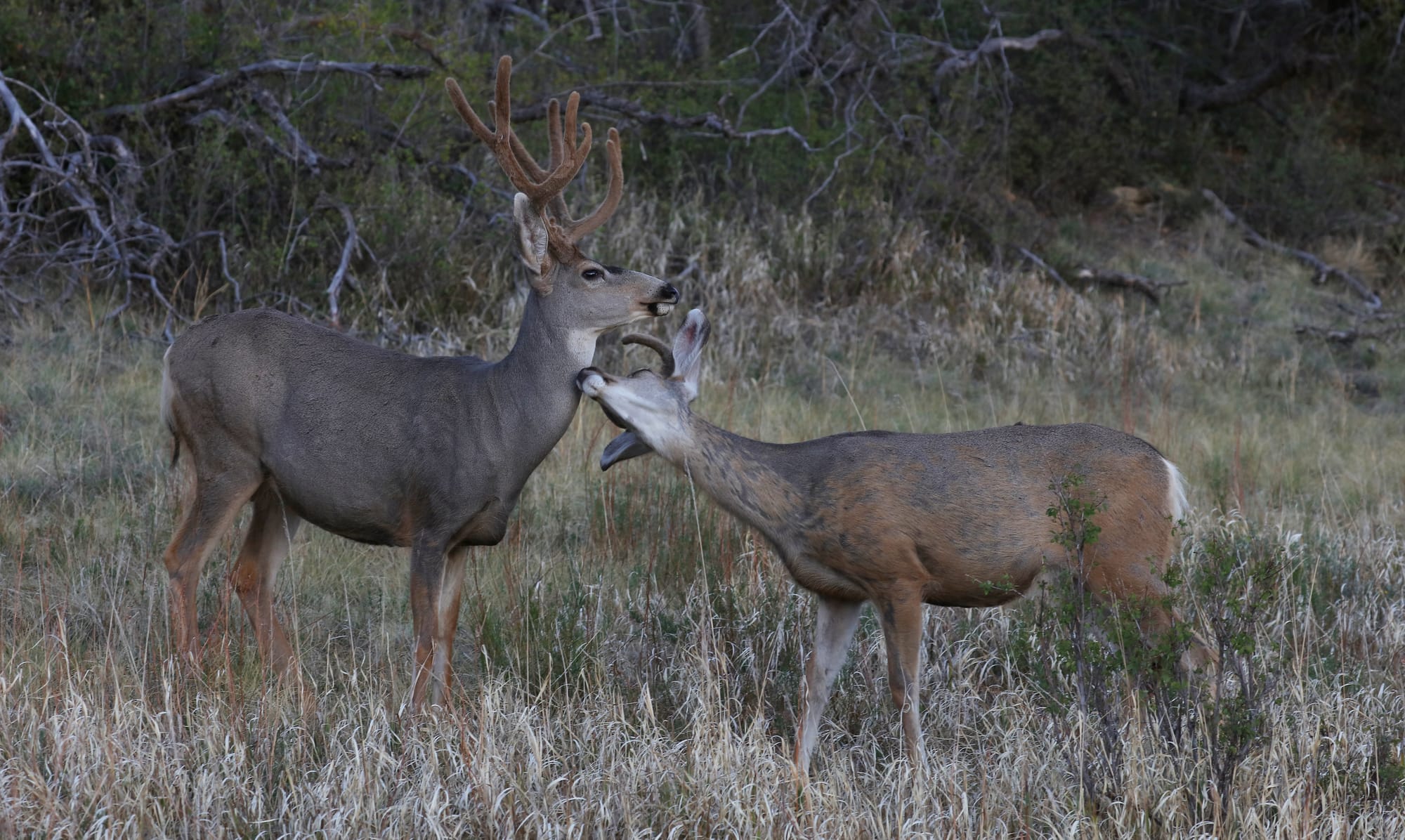 Maultierhirsch - Morefield Campground - Mesa Verde Nationalpark