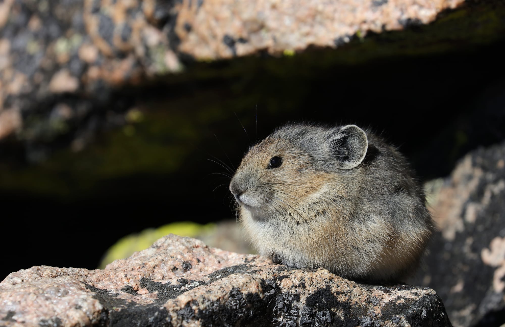 American Pika - Mount Evans - Rocky Mountains