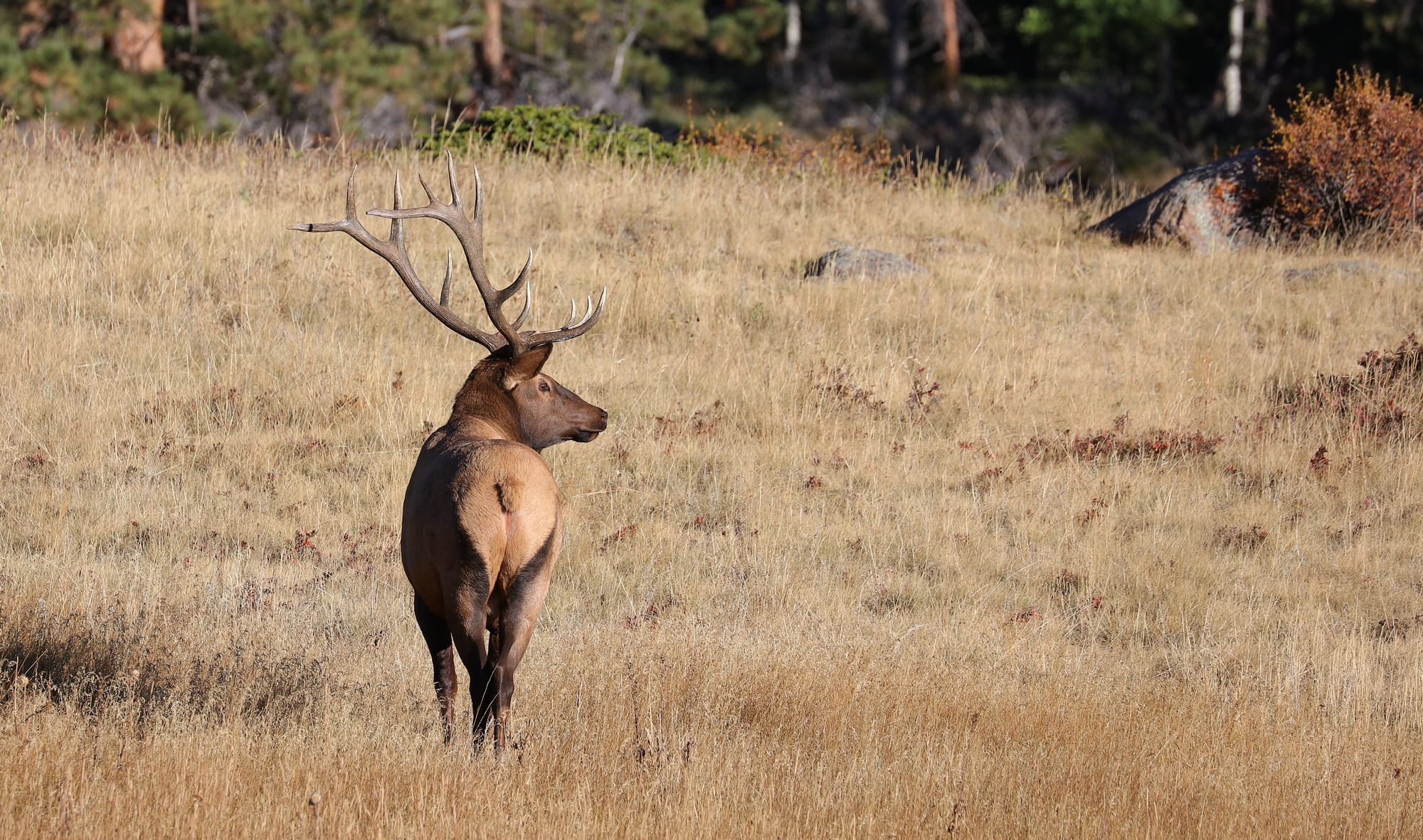 Elk - Sheep Lakes - Rocky Mountain National Park