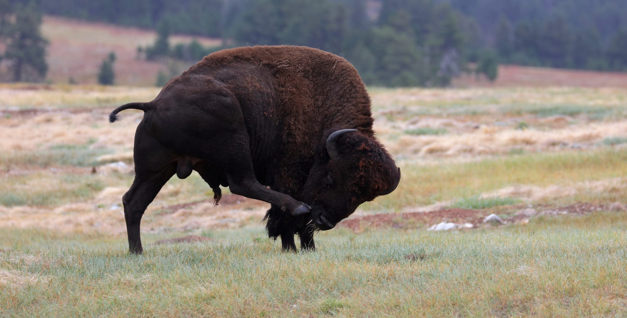 Scratching Bison - Wind Cave National Park