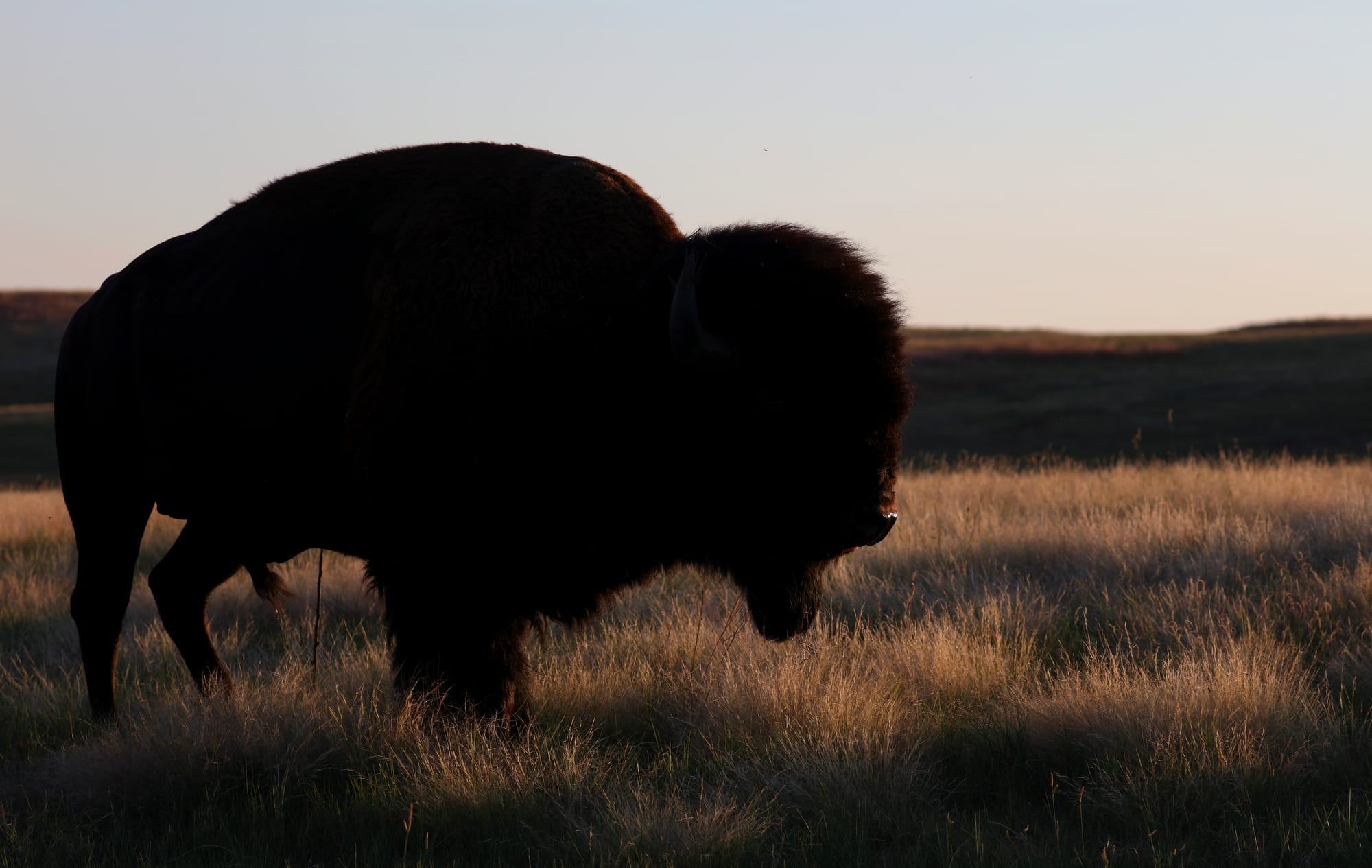 Bison - Wind Cave National Park