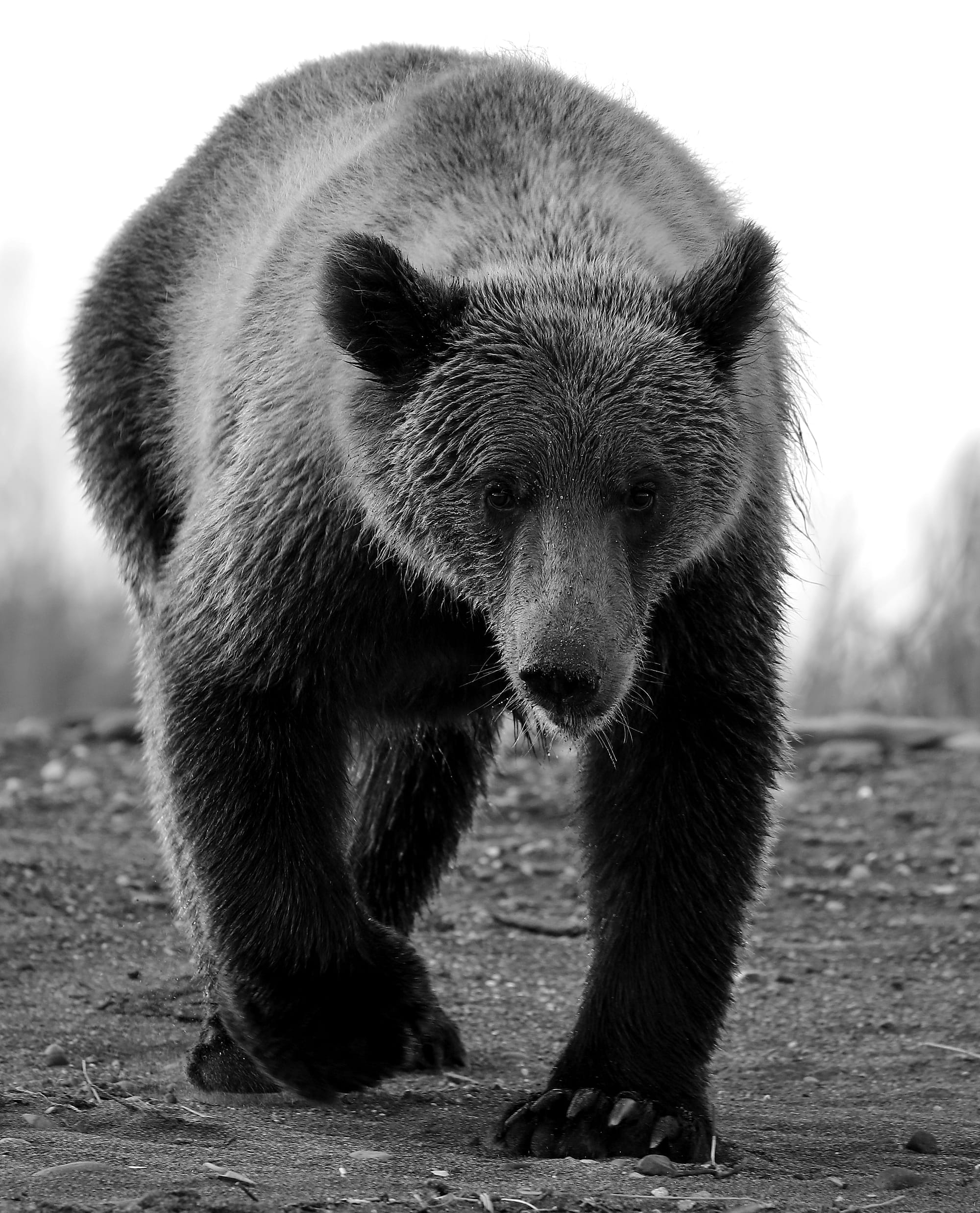 Coastal Brown Bear - Silver Salmon Creek - Lake Clark National Park