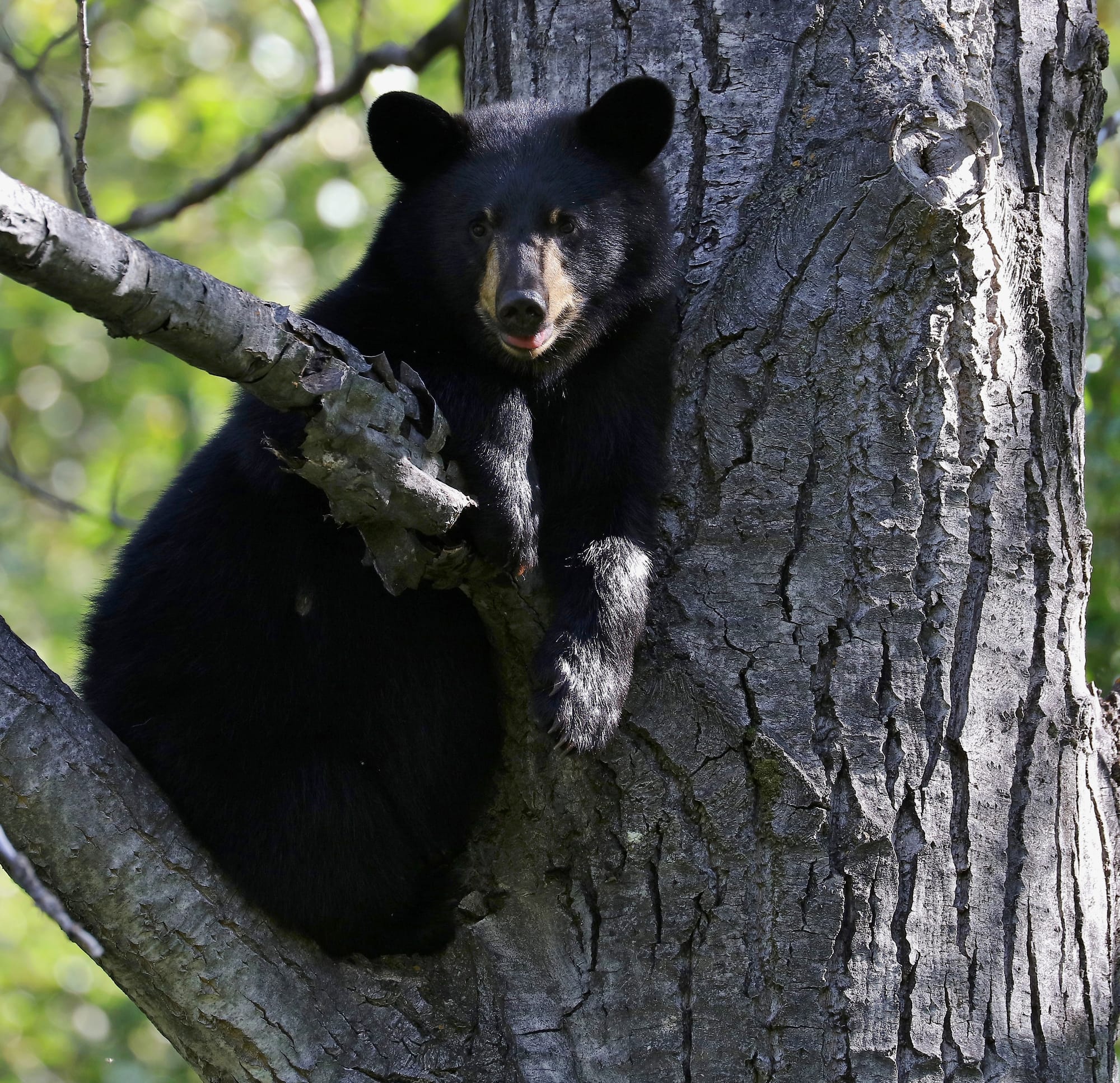 Black Bear - Eklutna Lake - Chugach State Park - Alaska