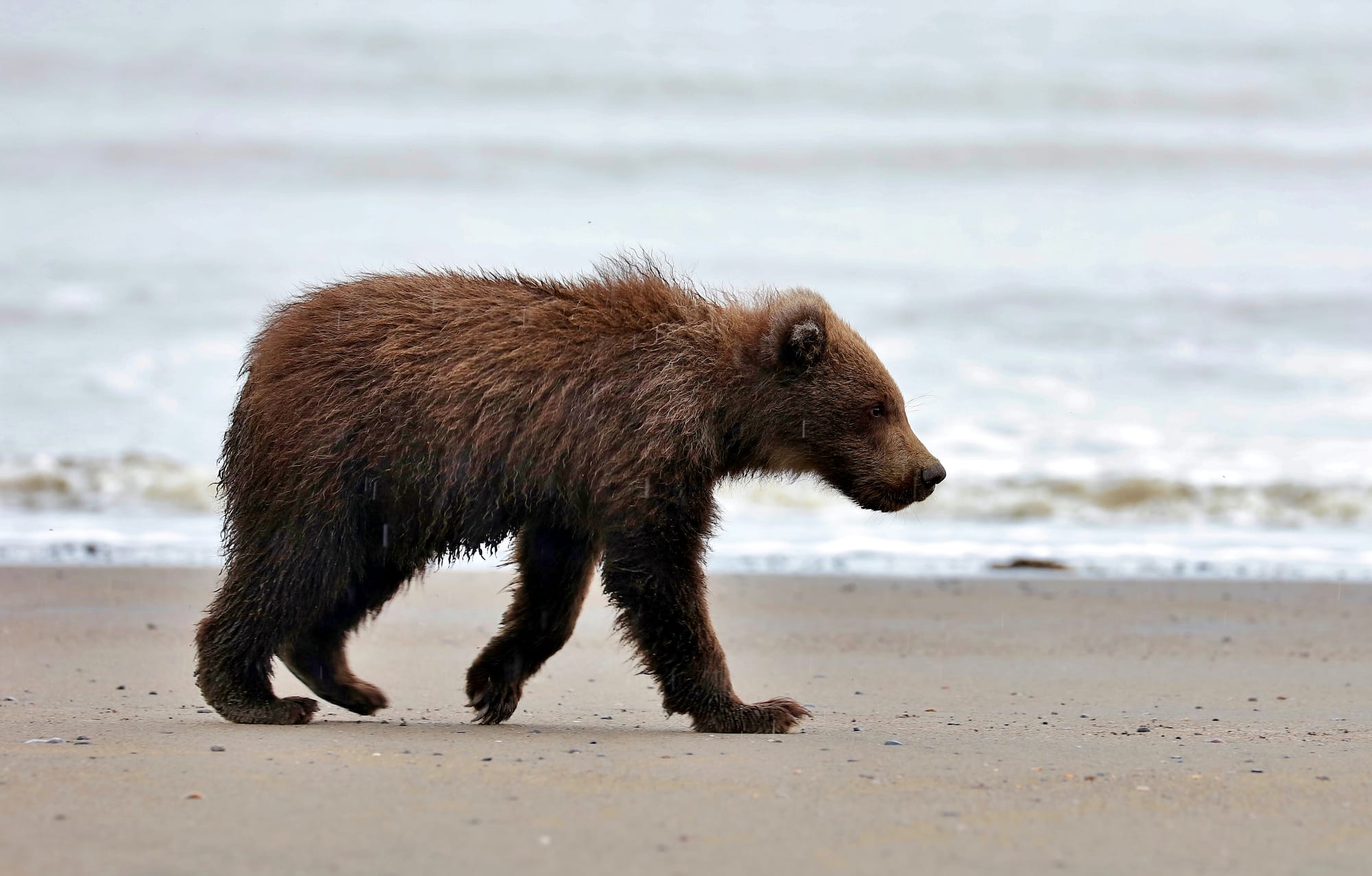 Grizzly Bear - Silver Salmon Beach - Lake Clark National Park