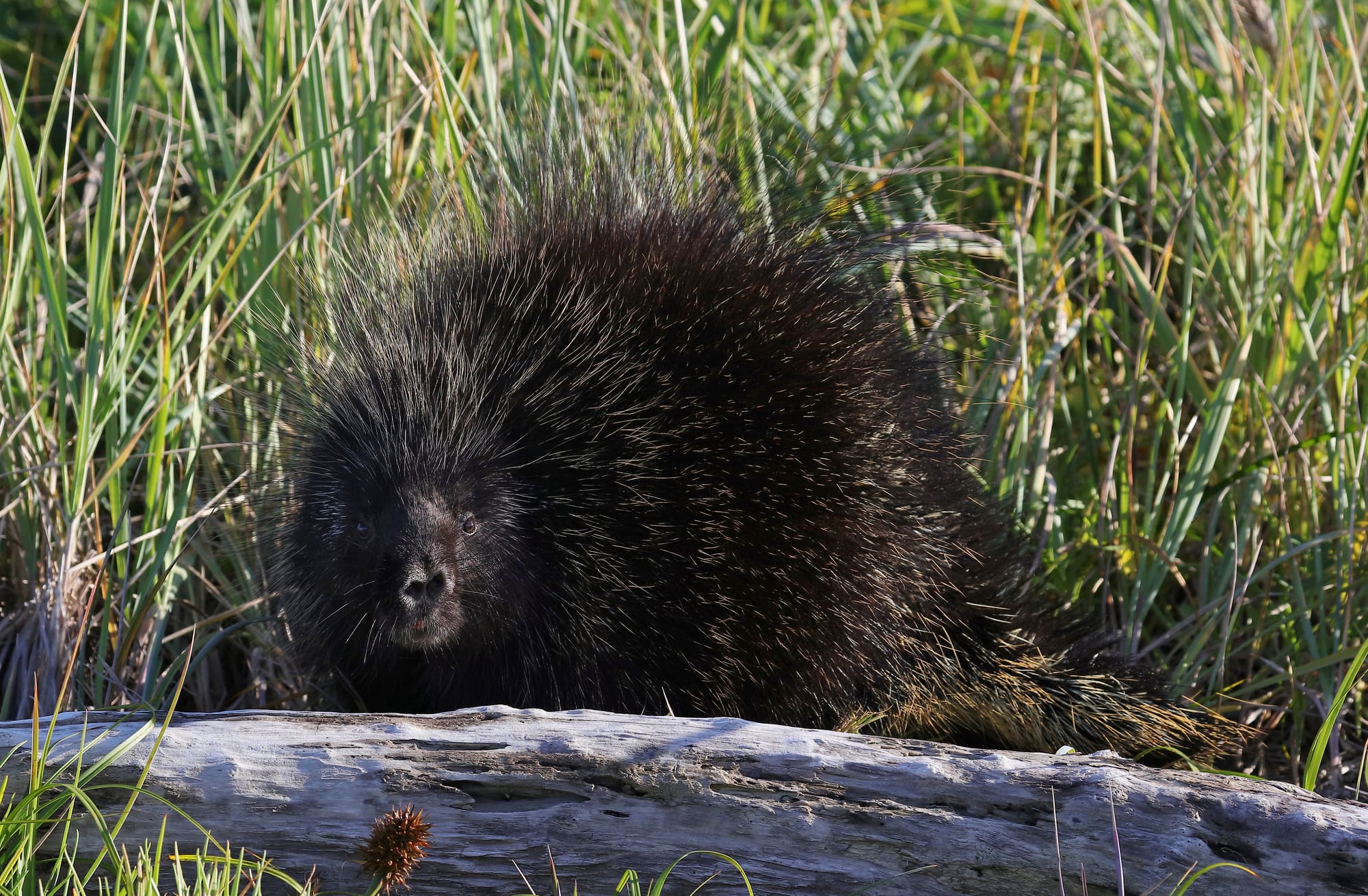 North American Porcupine - Silver Salmon Creek - Lake Clark National Park