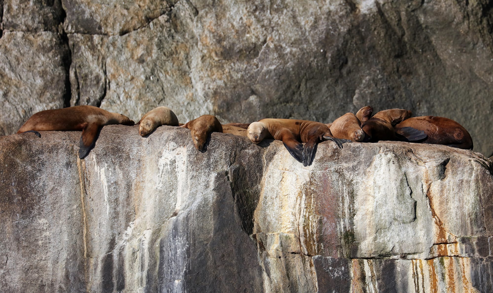 Steller Sea Lions - Kenai Fjords National Park