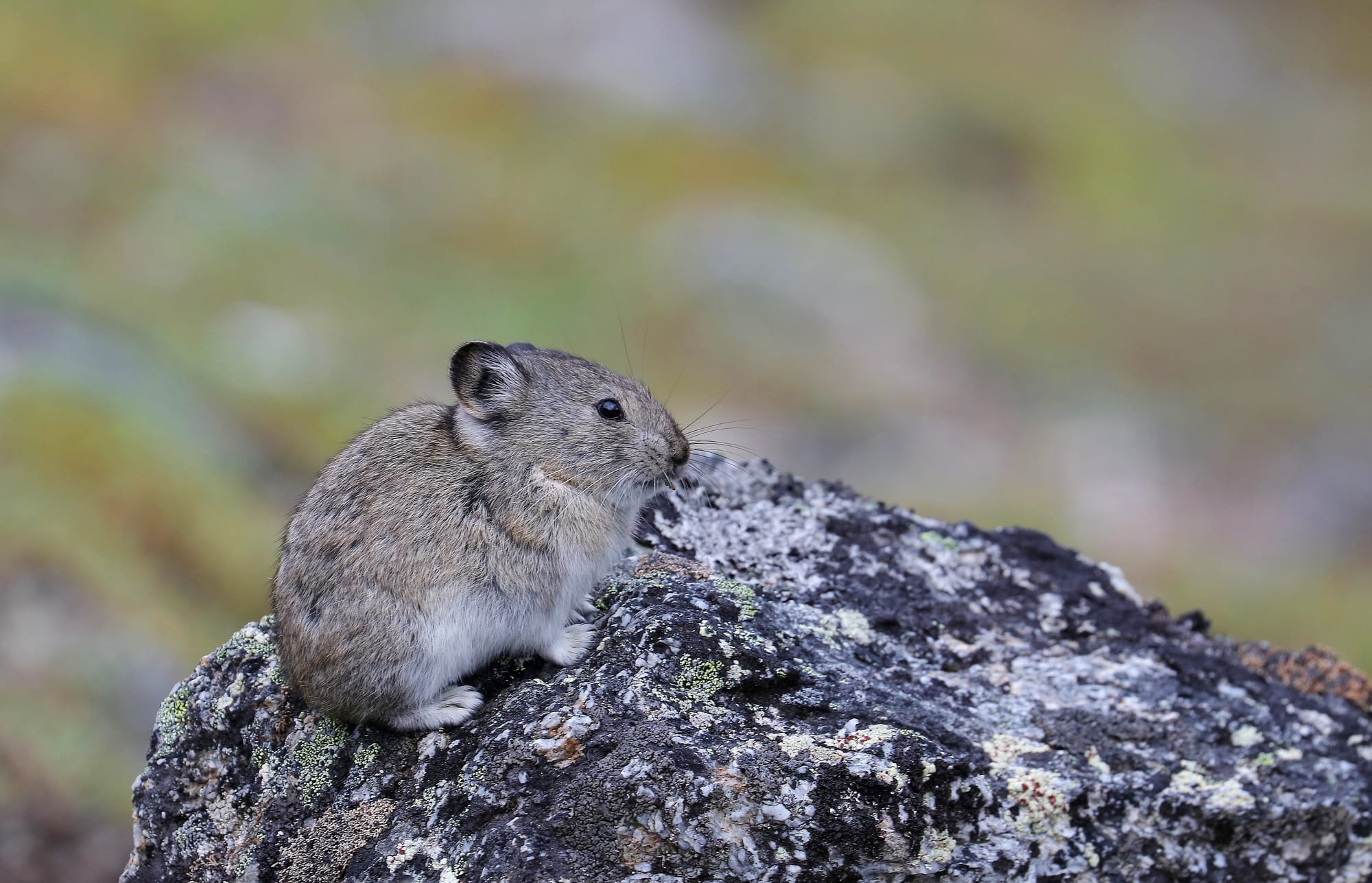 Collared Pika - Savage Alpine Trailhead - Denali National Park