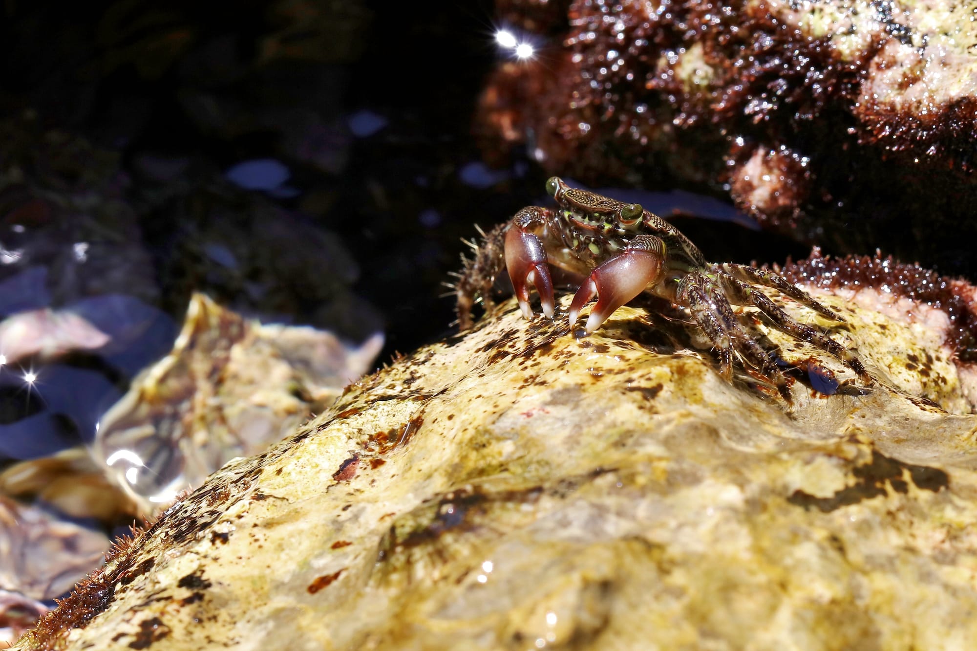 Marbled Rock Crab - Croatia - Trpanj - Pelješac