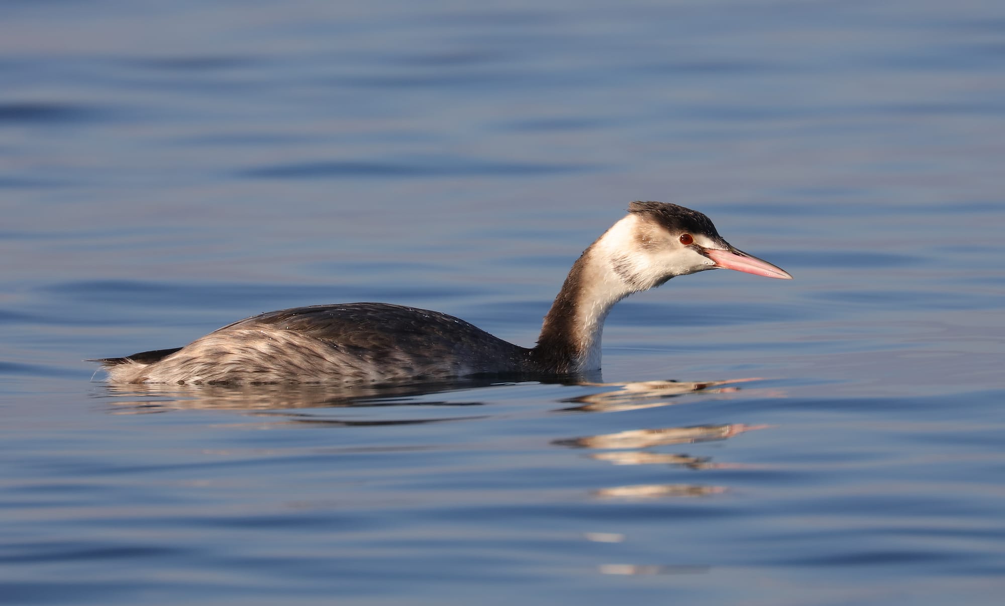 Juvenile Great Crested Grebe - Lake Garda - Veneto