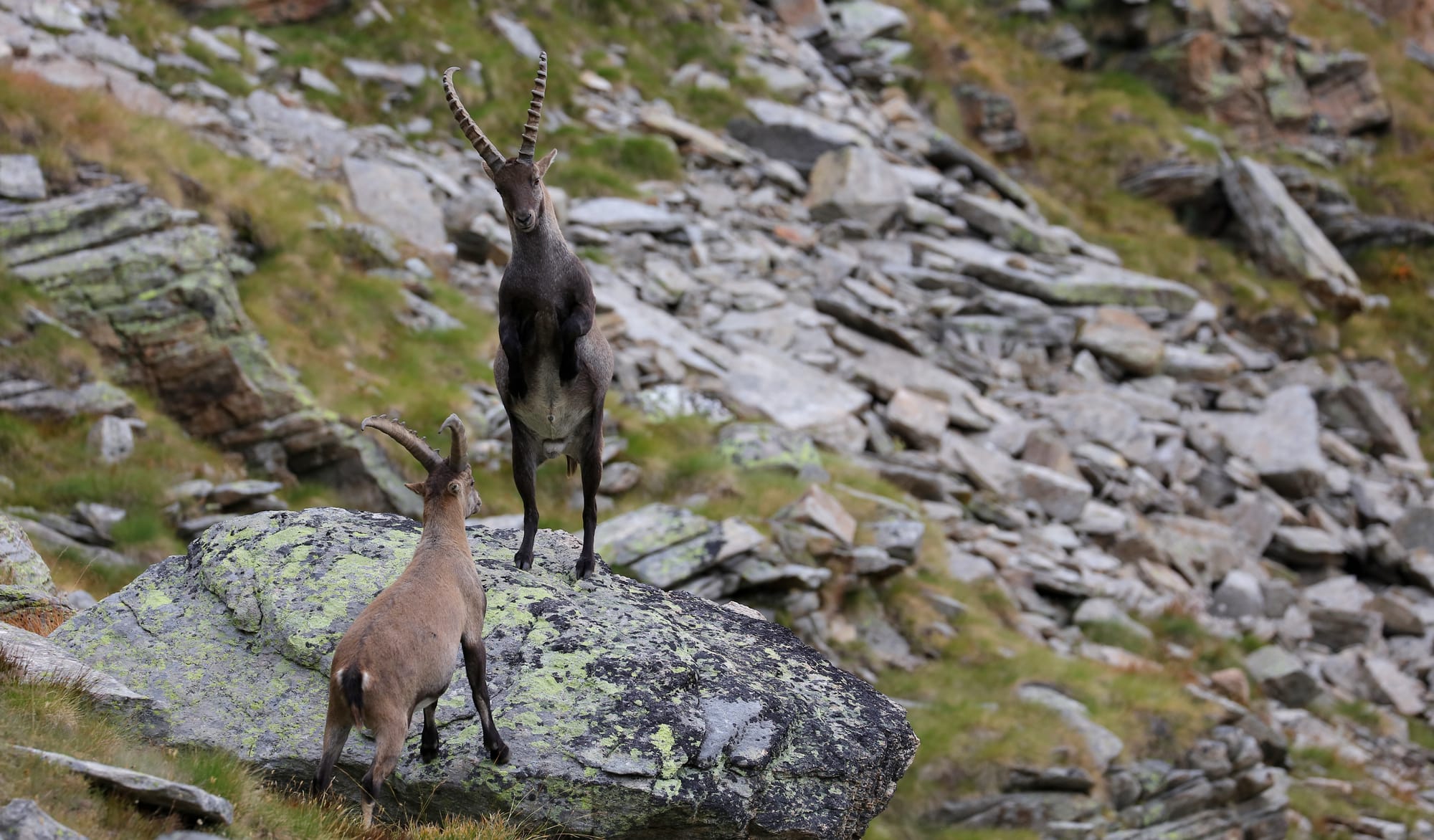 Alpine Ibex - Gran Paradiso National Park - Graian Alps - Aosta Valley