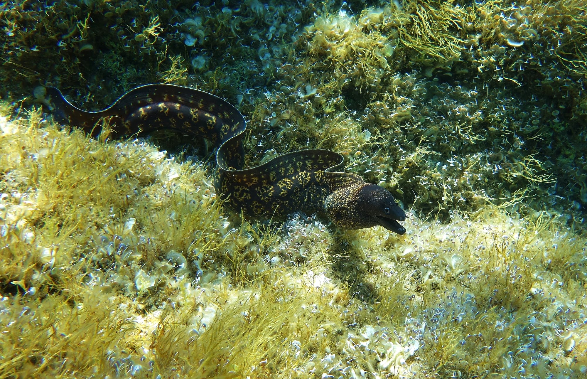 Mediterranean Moray - Tuscan Archipelago - Elba