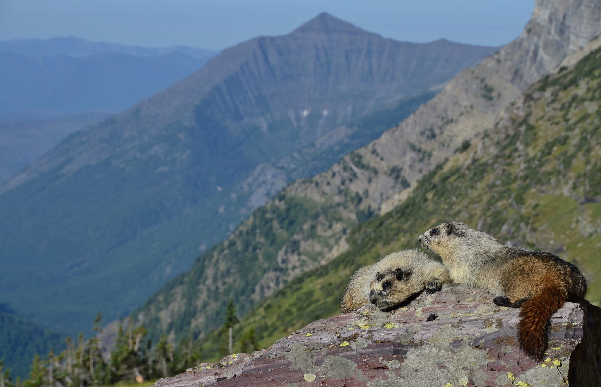 Hoary Marmots - Hidden Lake Pass - Glacier National Park - Montana