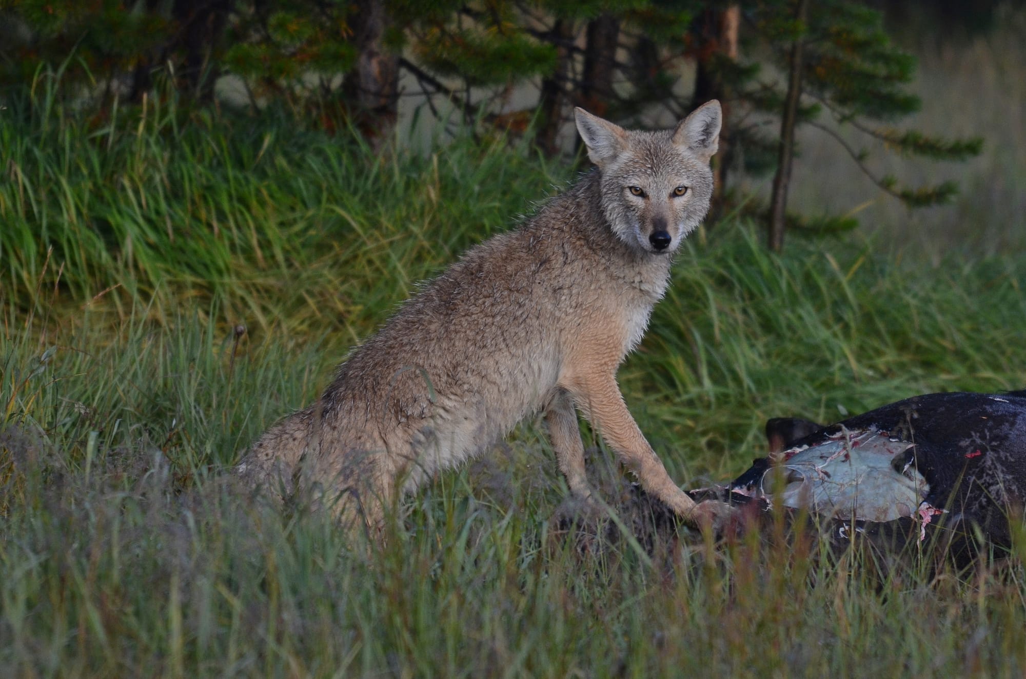 Coyote - Solfatara Plateau - Yellowstone National Park - Wyoming