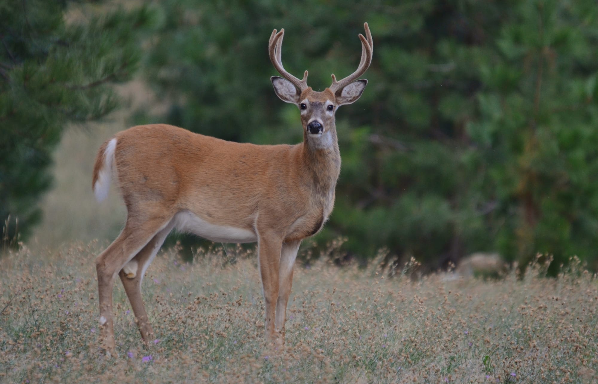 White-tailed Deer - Flathead Lake - Montana