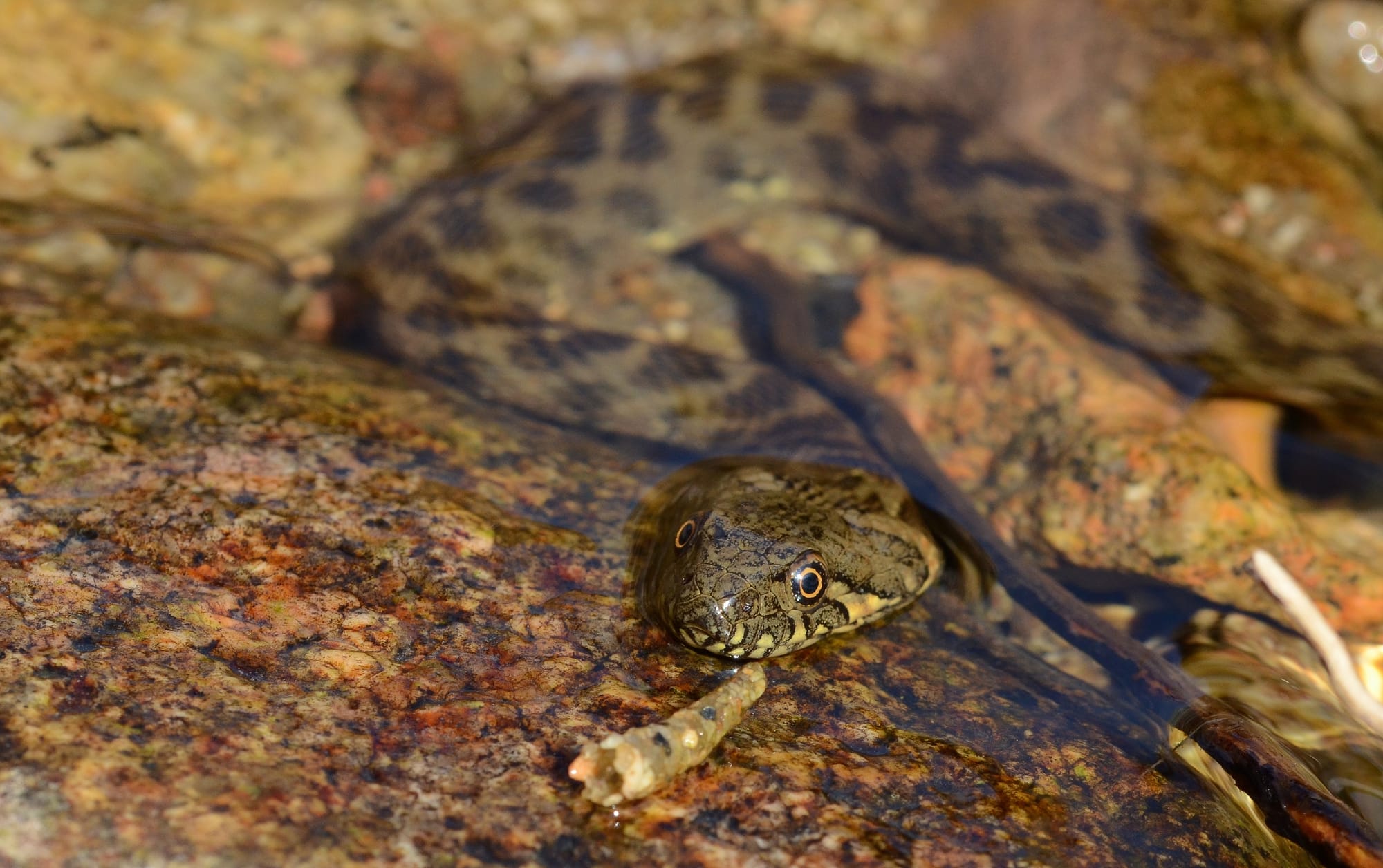 Western False Smooth Snake - Sierra de Andújar - Andalusia