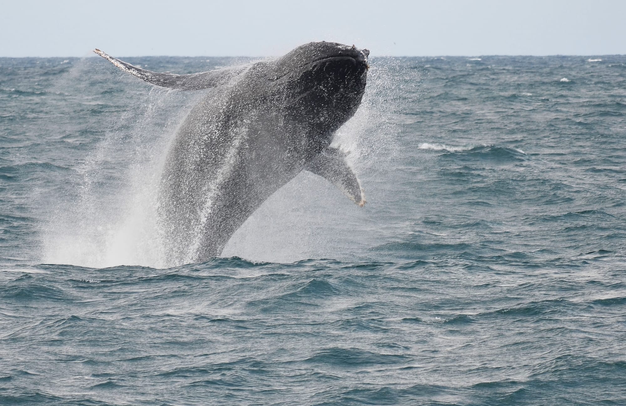 Jumping Humpback Whale - Tasman Sea - New South Wales