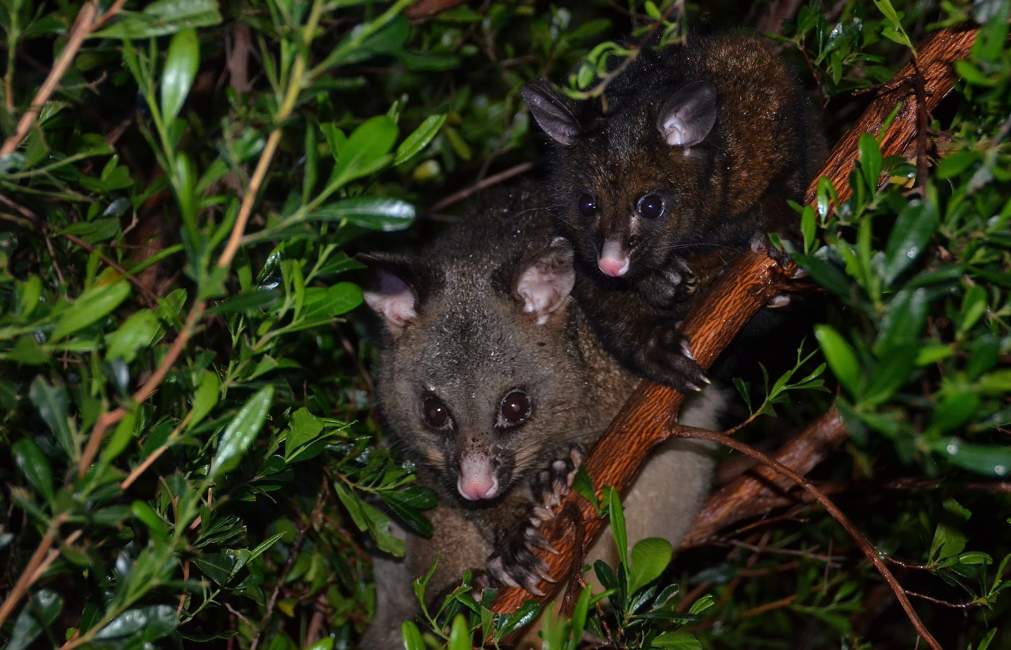 Common Brushtail Possum - Freycinet National Park - Tasmania