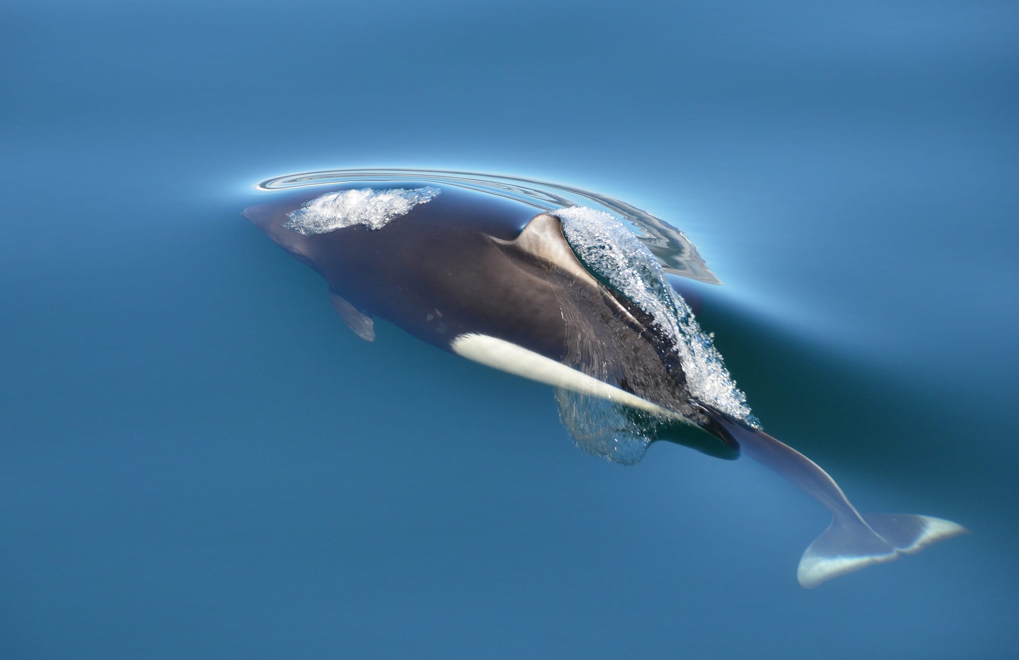 Dall's Porpoise - Harris Bay - Kenai Fjords National Park