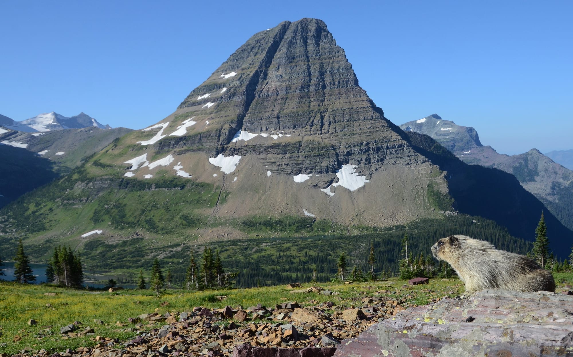 Hoary Marmot - Hidden Lake Pass - Glacier National Park - Montana