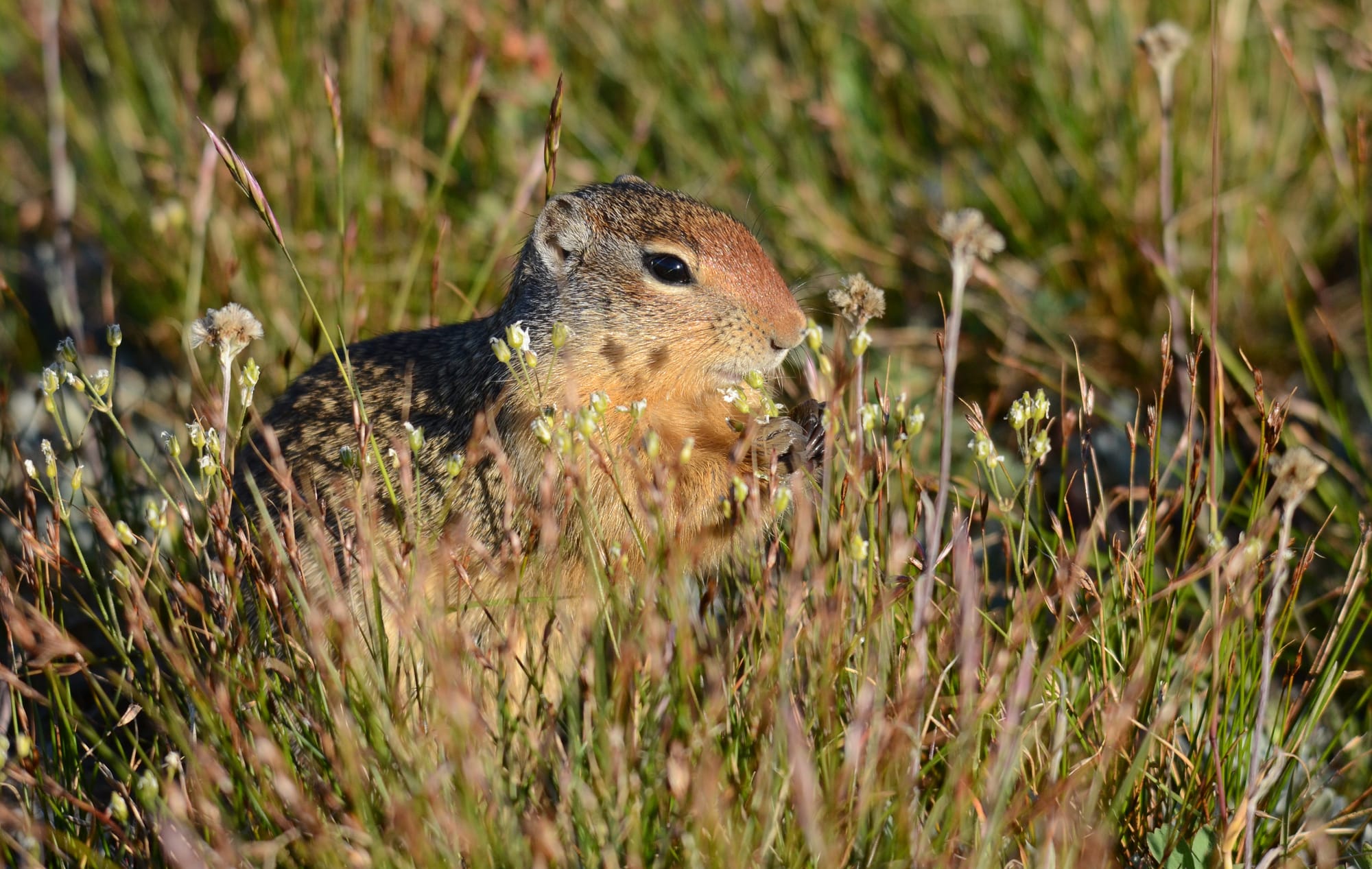 Columbian Ground Squirrel - Logan Pass - Glacier National Park - Montana