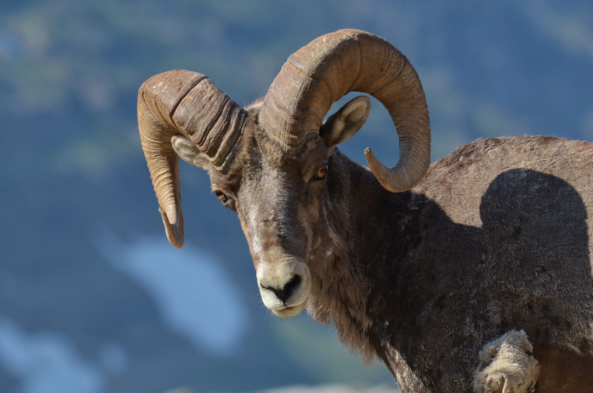 Bighorn Sheep - Grinnell Glacier - Glacier National Park - Montana