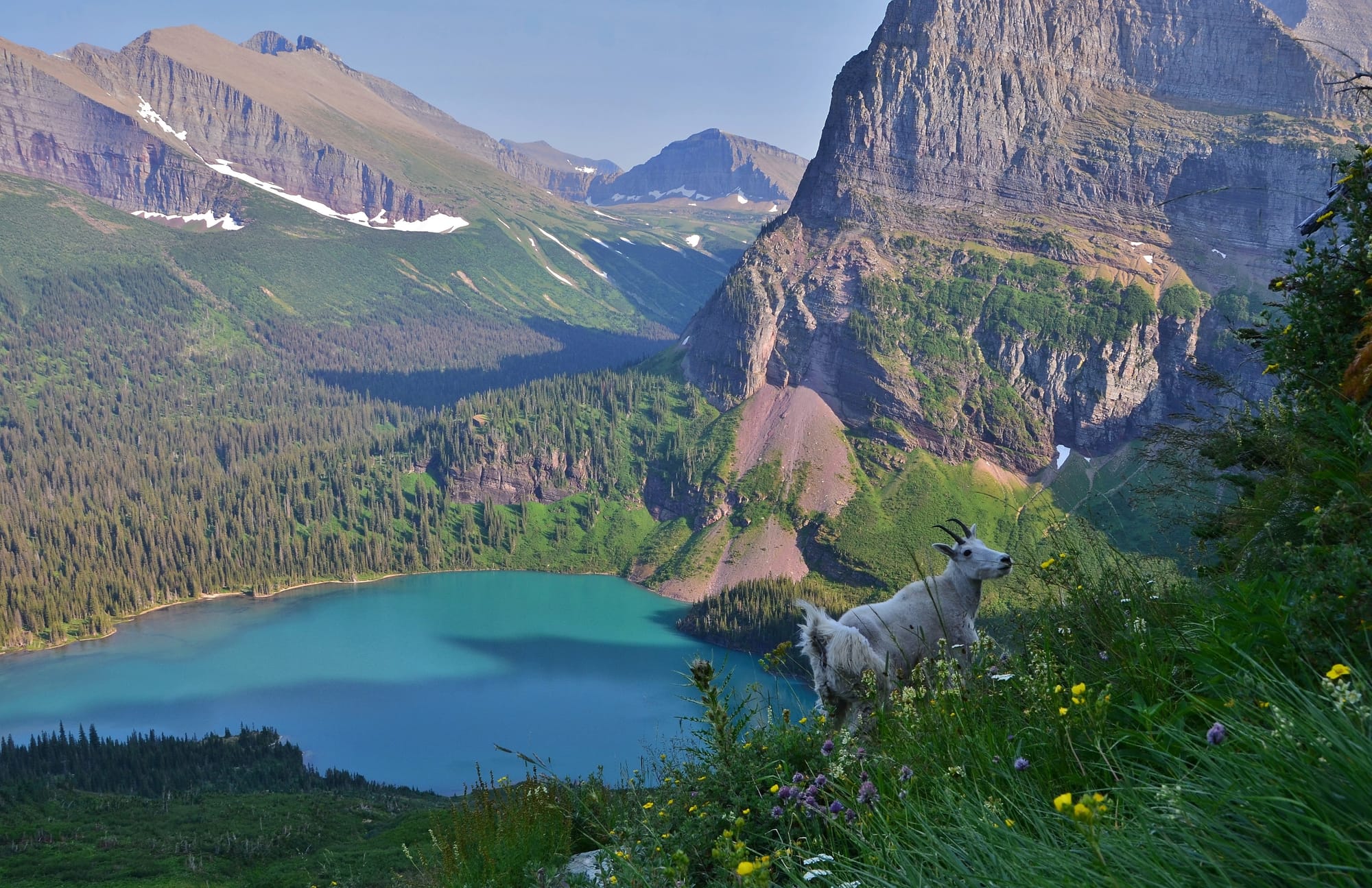 Mountain Goat - Grinnell Lake - Glacier National Park - Montana