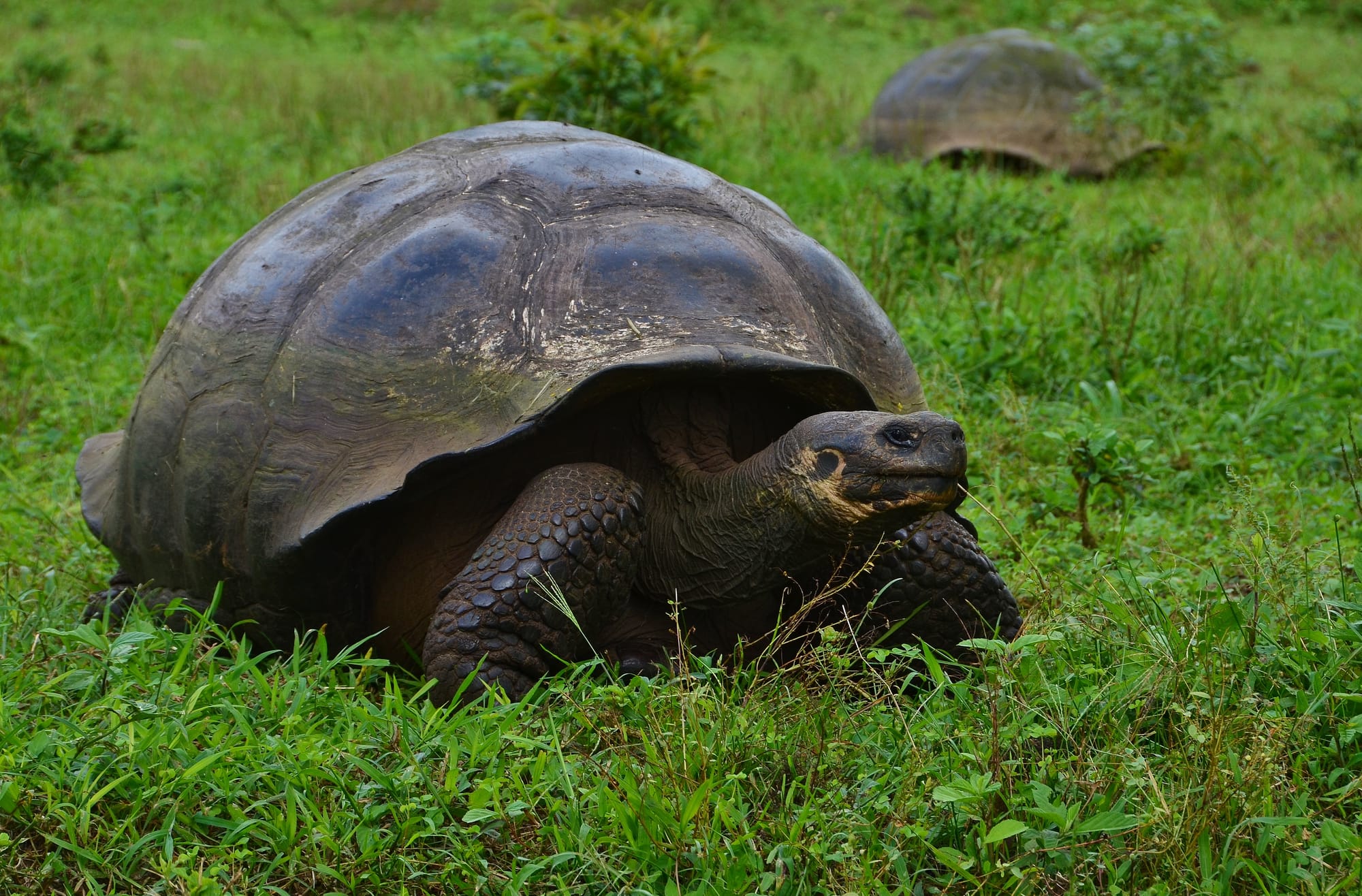 Galapagos-Riesenschildkröte - Santa Cruz Island - Galapagosinseln - Ecuador