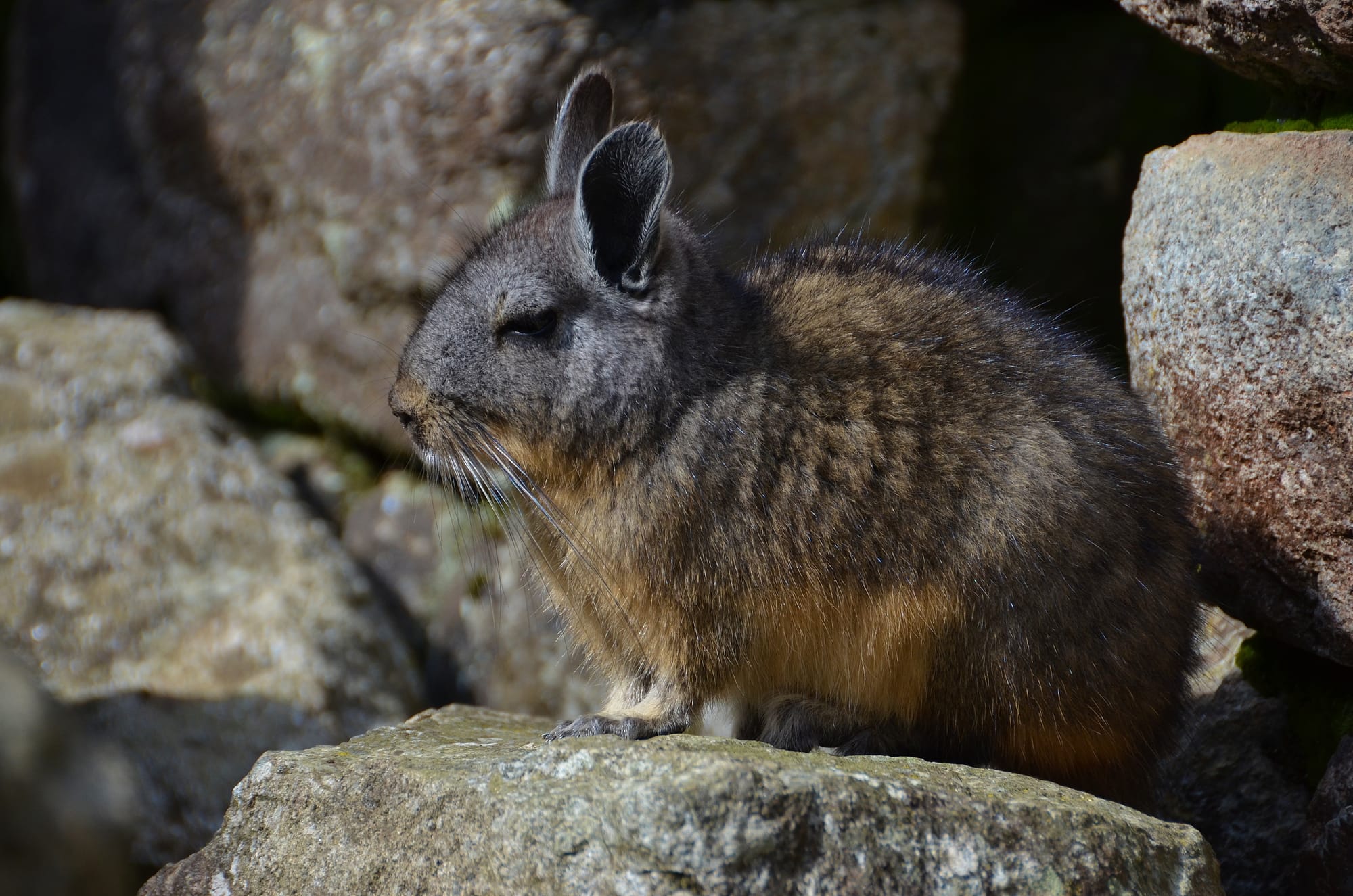 Northern Viscacha - Machu Picchu - Peru