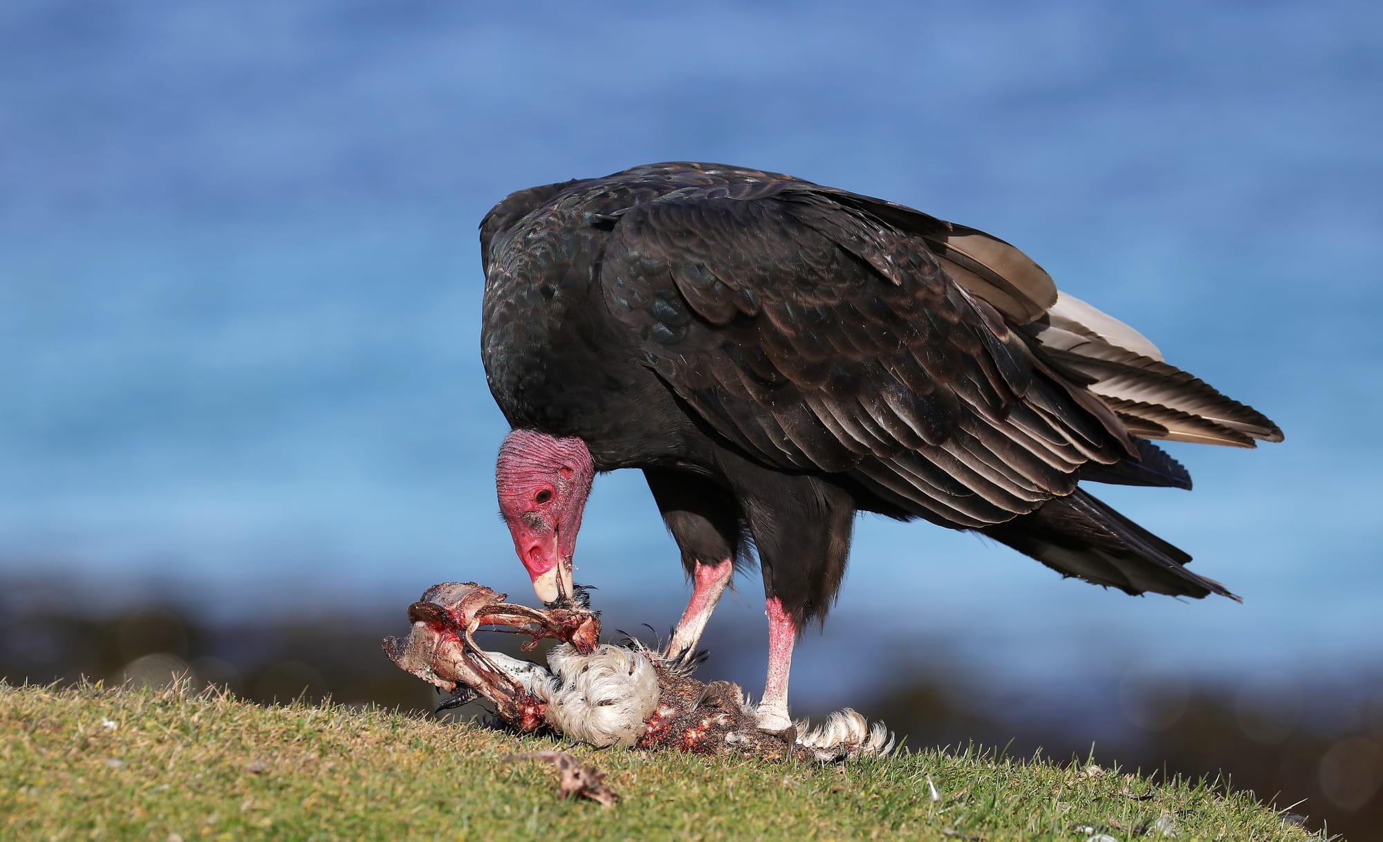 Turkey Vulture - Bleaker Island - Falkland Islands