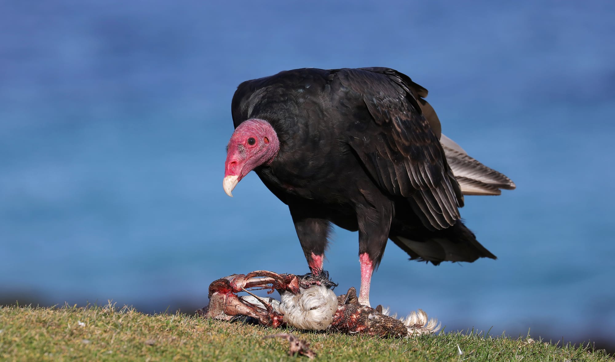 Truthahngeier - Bleaker Island - Falklandinseln