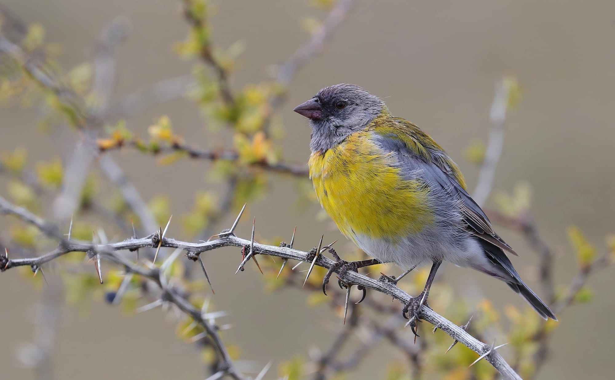 Patagonian Sierra Finch - Torres del Paine National Park - Patagonia