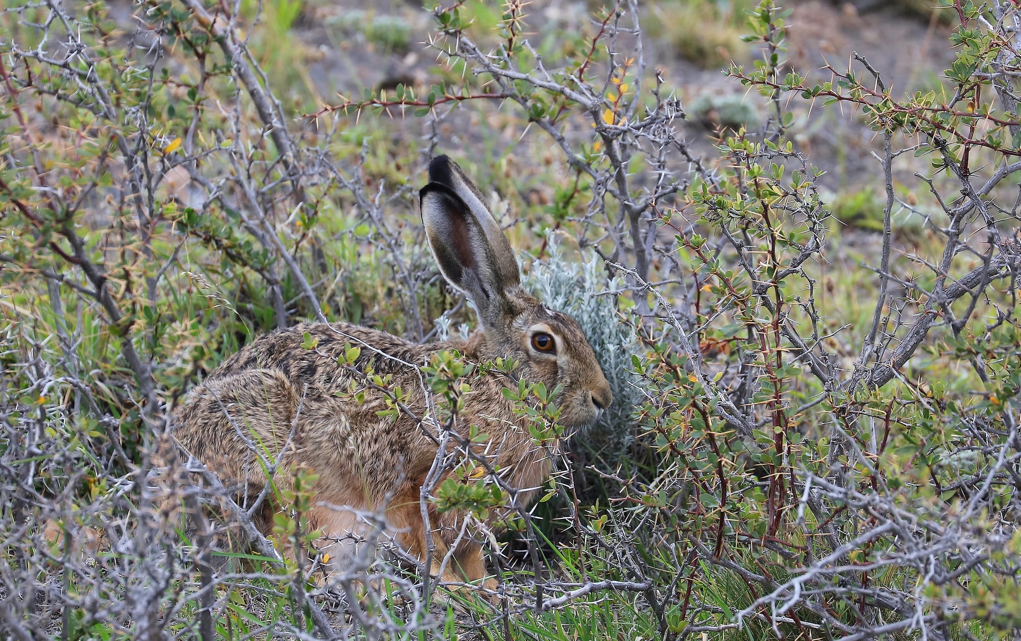 European Hare - Torres del Paine National Park - Patagonia