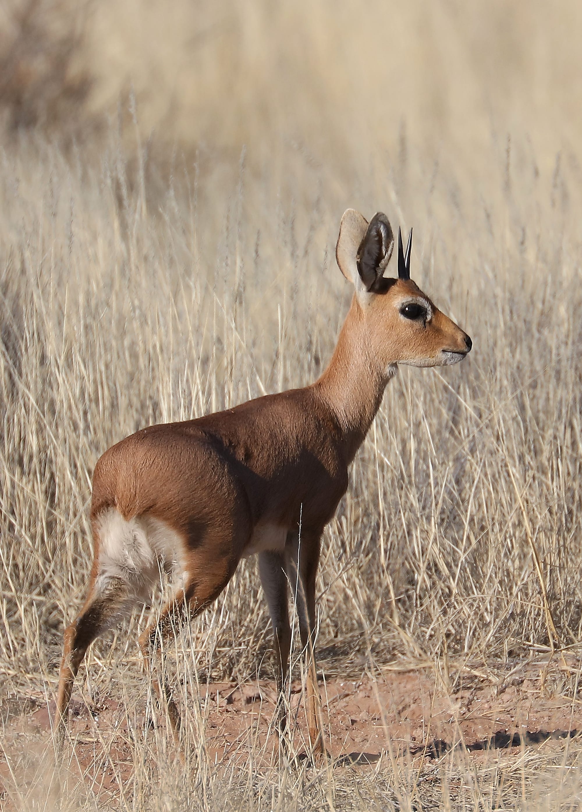 Steenbok - Kalahari - Namibia