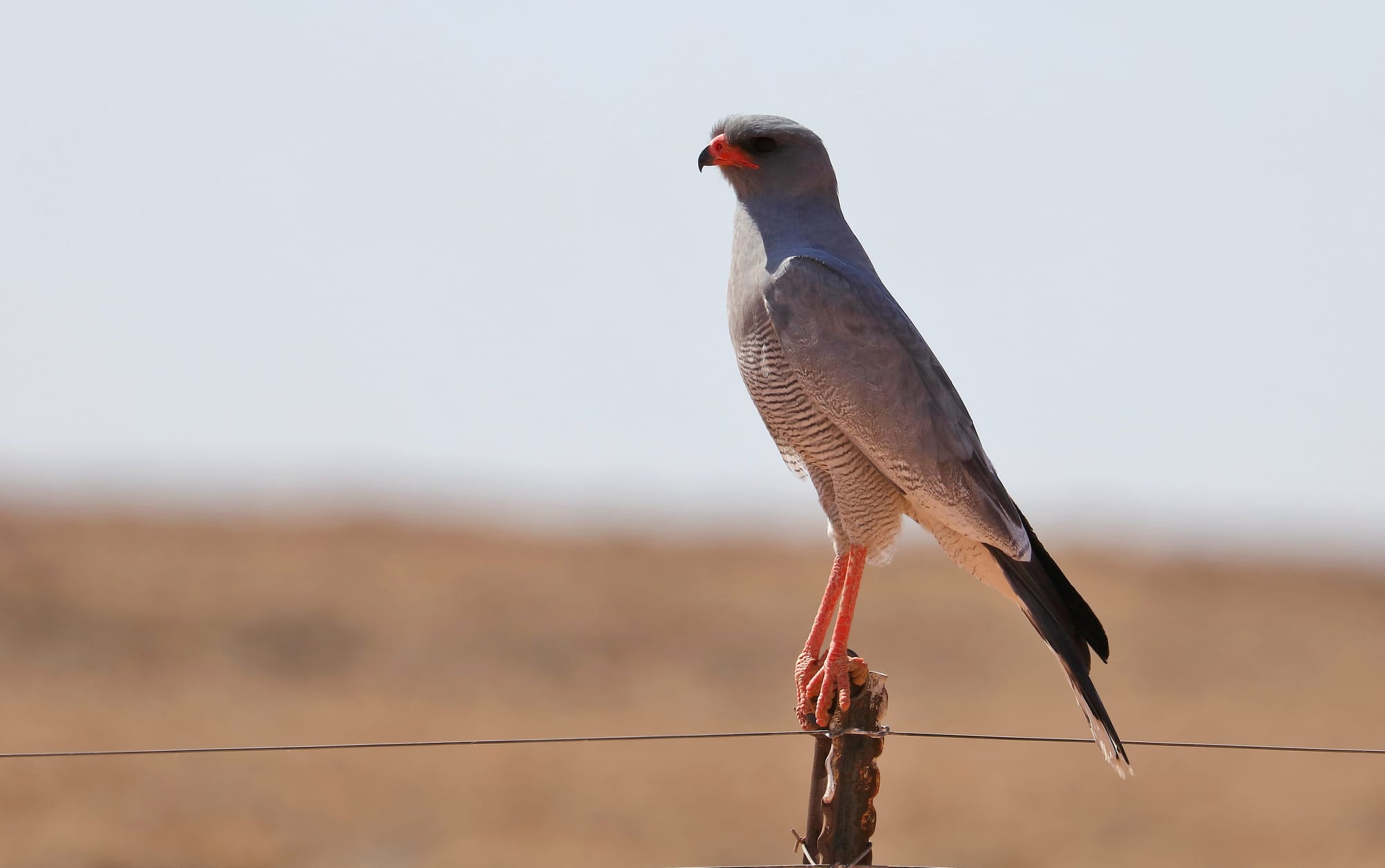 Southern Pale Chanting Goshawk - Namib - Namibia