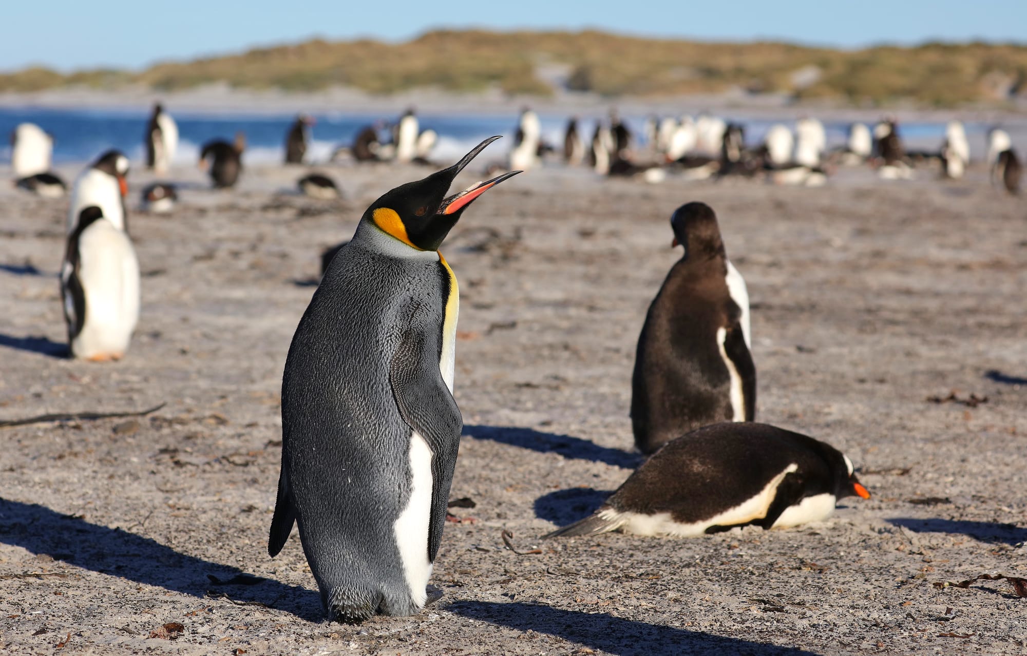 King Penguin - Sealion Island - Falkland Islands