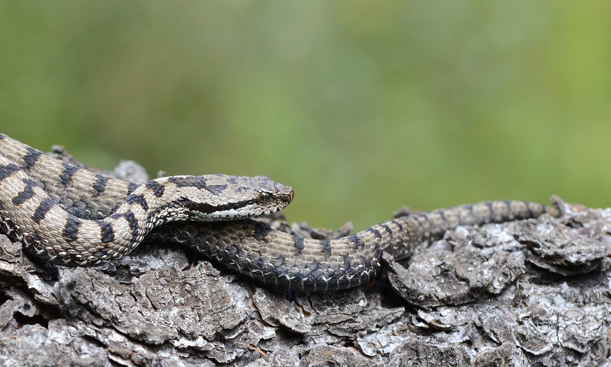 Asp Viper - Gran Paradiso National Park - Italy