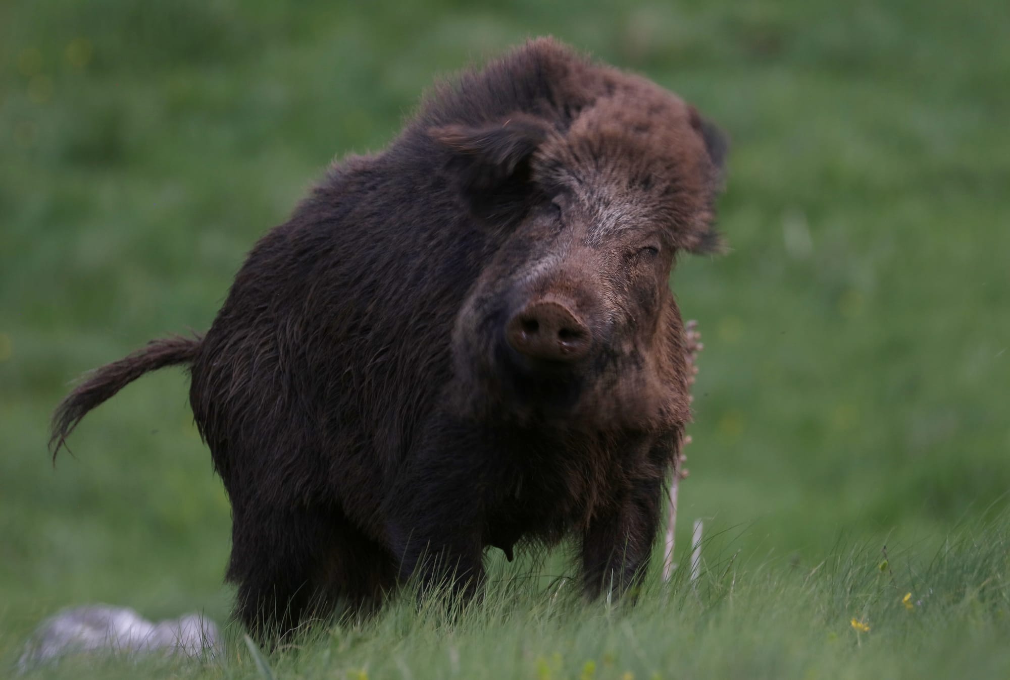 Cinghiale - Parco Nazionale del Gran Sasso - Abruzzo - Italia