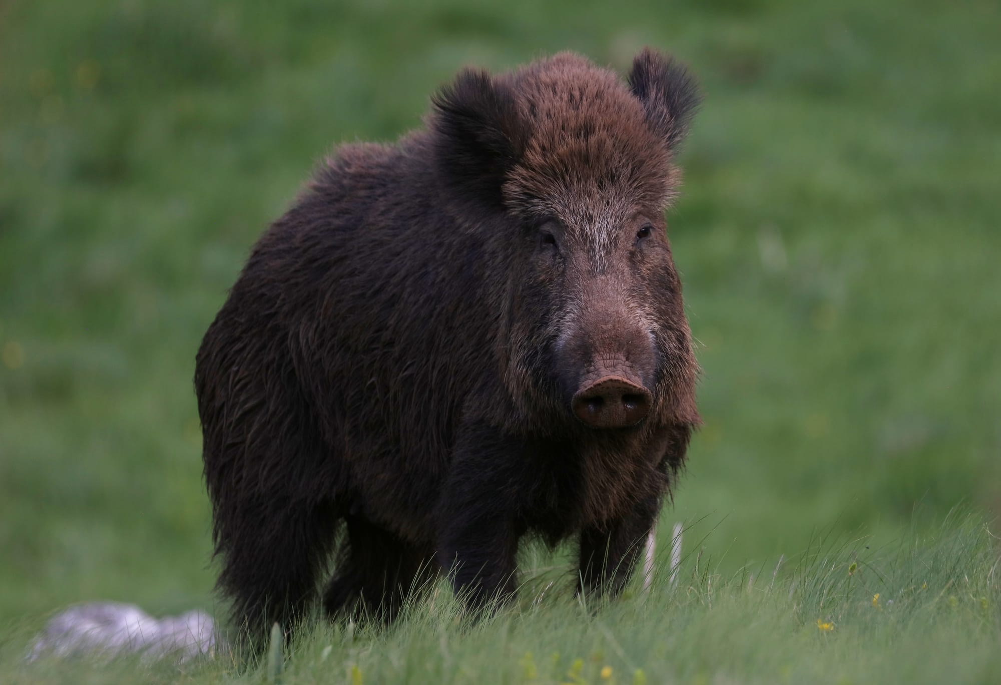 Wild Boar - Gran Sasso National Park - Abruzzo - Italy