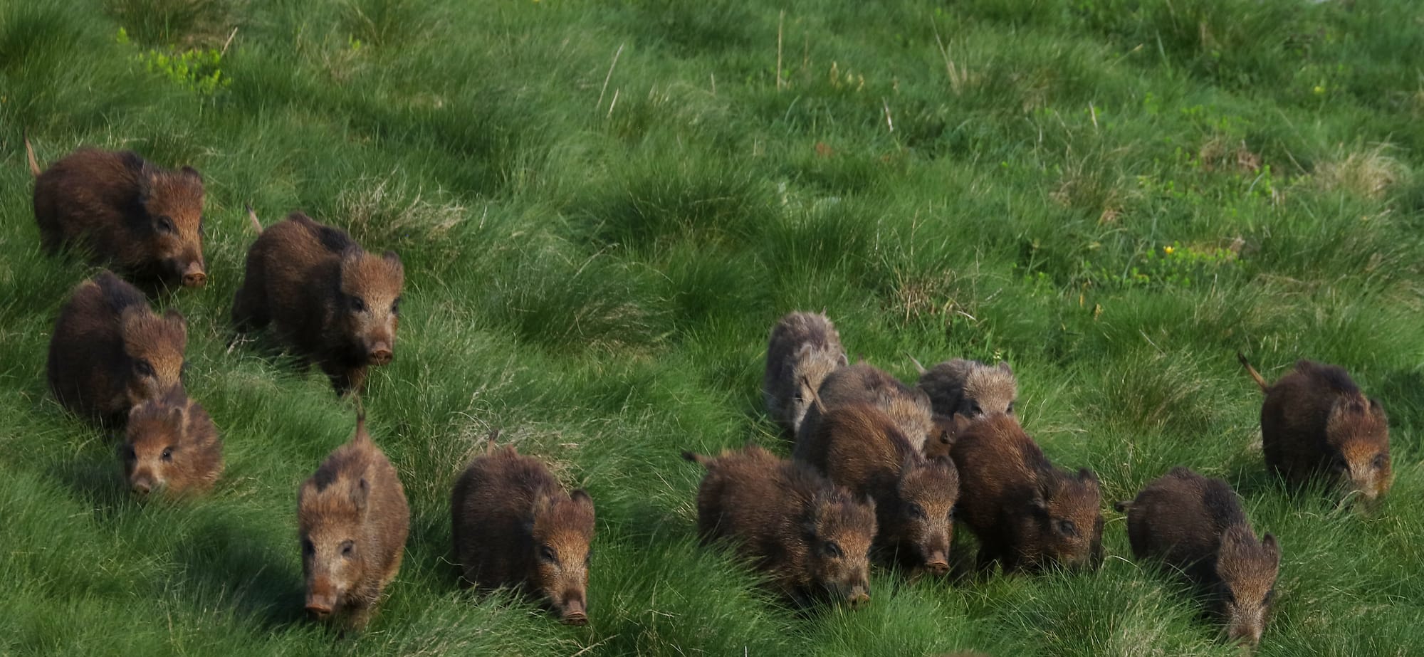 Wild Boar - Gran Sasso National Park - Abruzzo - Italy